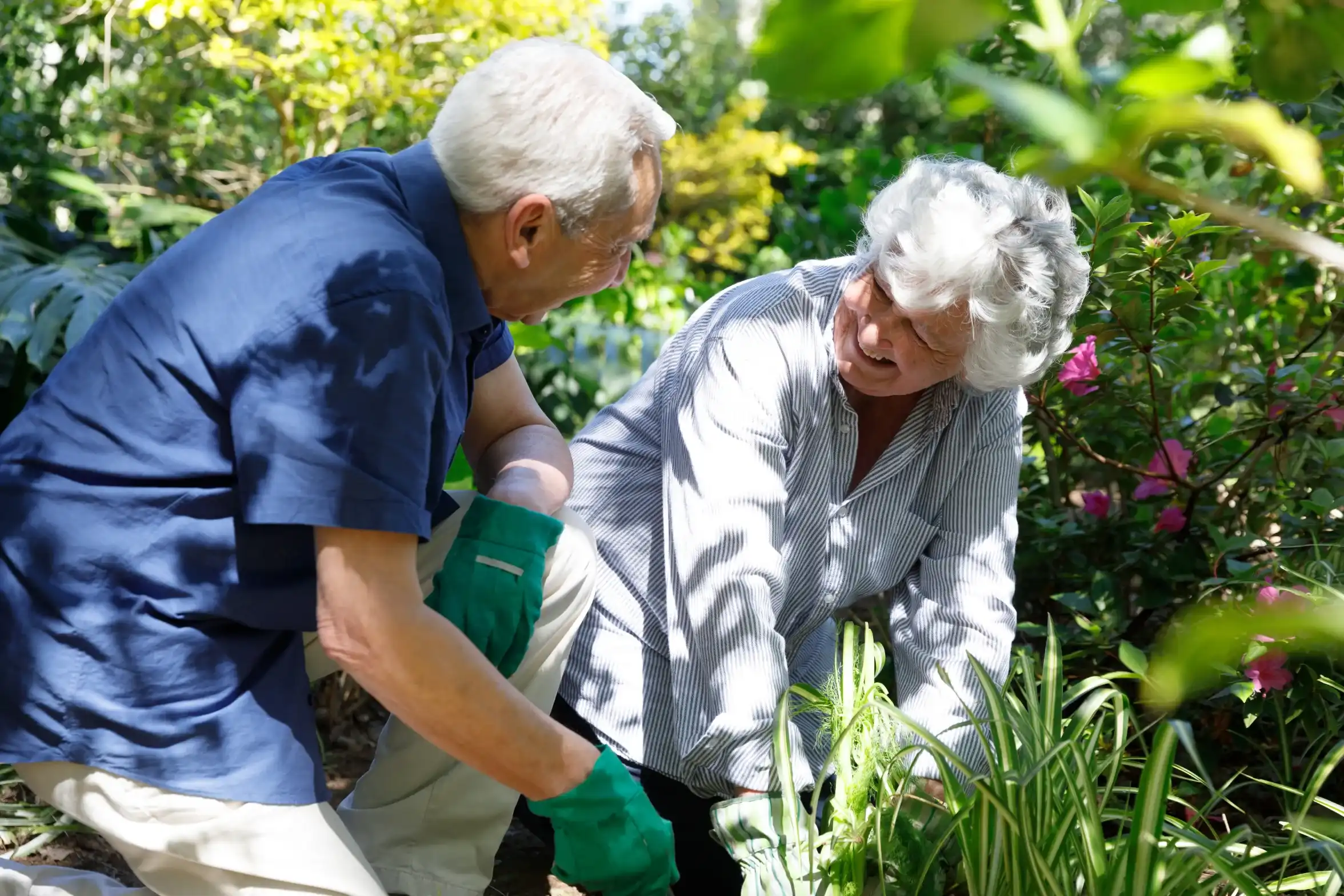 Senior couple harvesting vegetables together in a garden