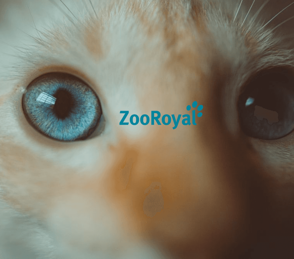 Eine Katze die gerade versucht an der Kamera zu schnüffeln, mit Logo ZooRoyal in der mitte