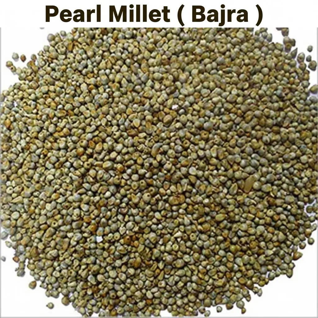 Pearl Millet Bajra
