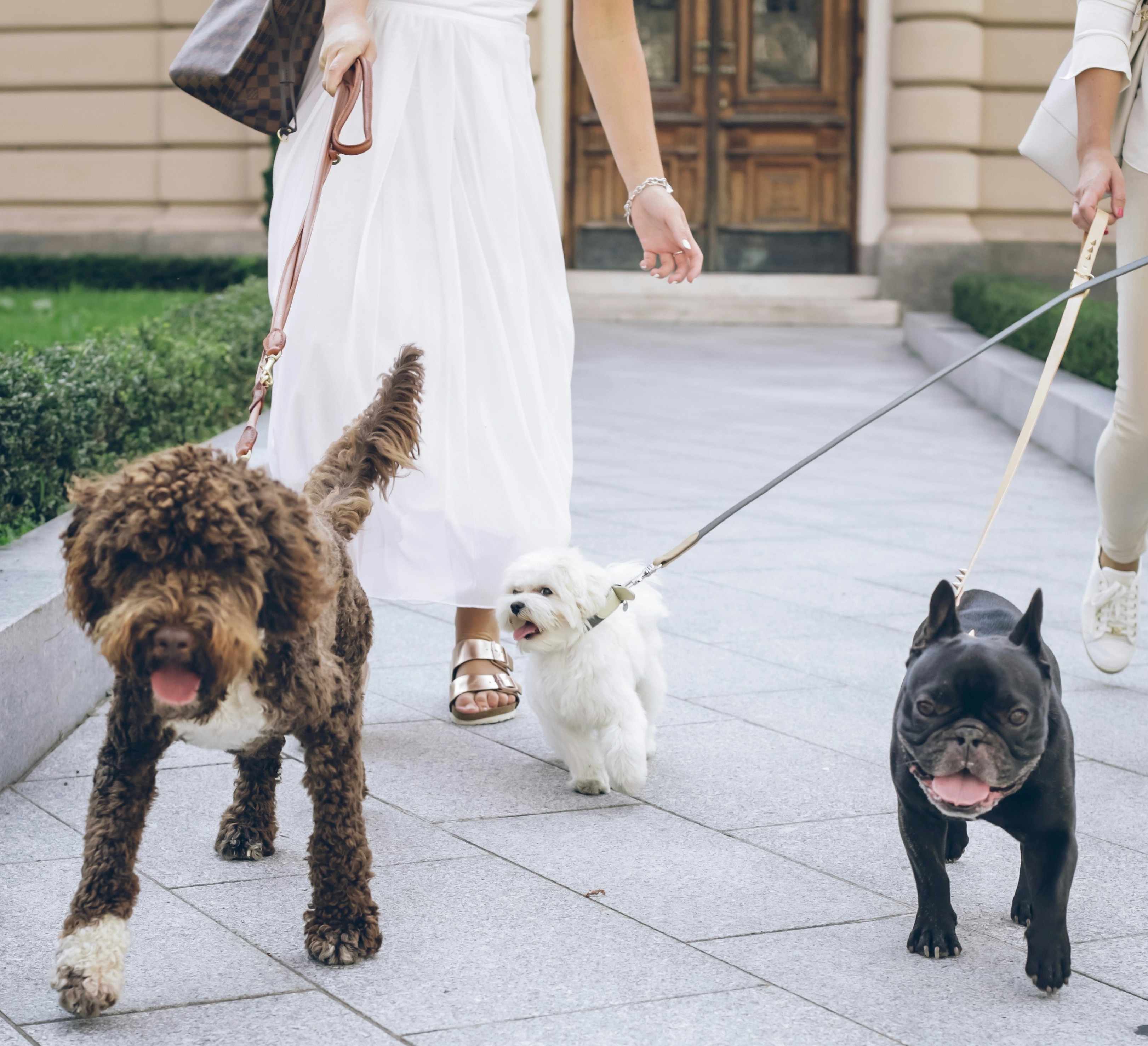 A woman and a man with their dogs and at a dog park