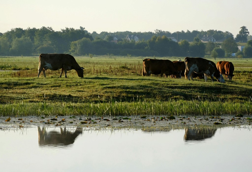 Diarrea viral bovina