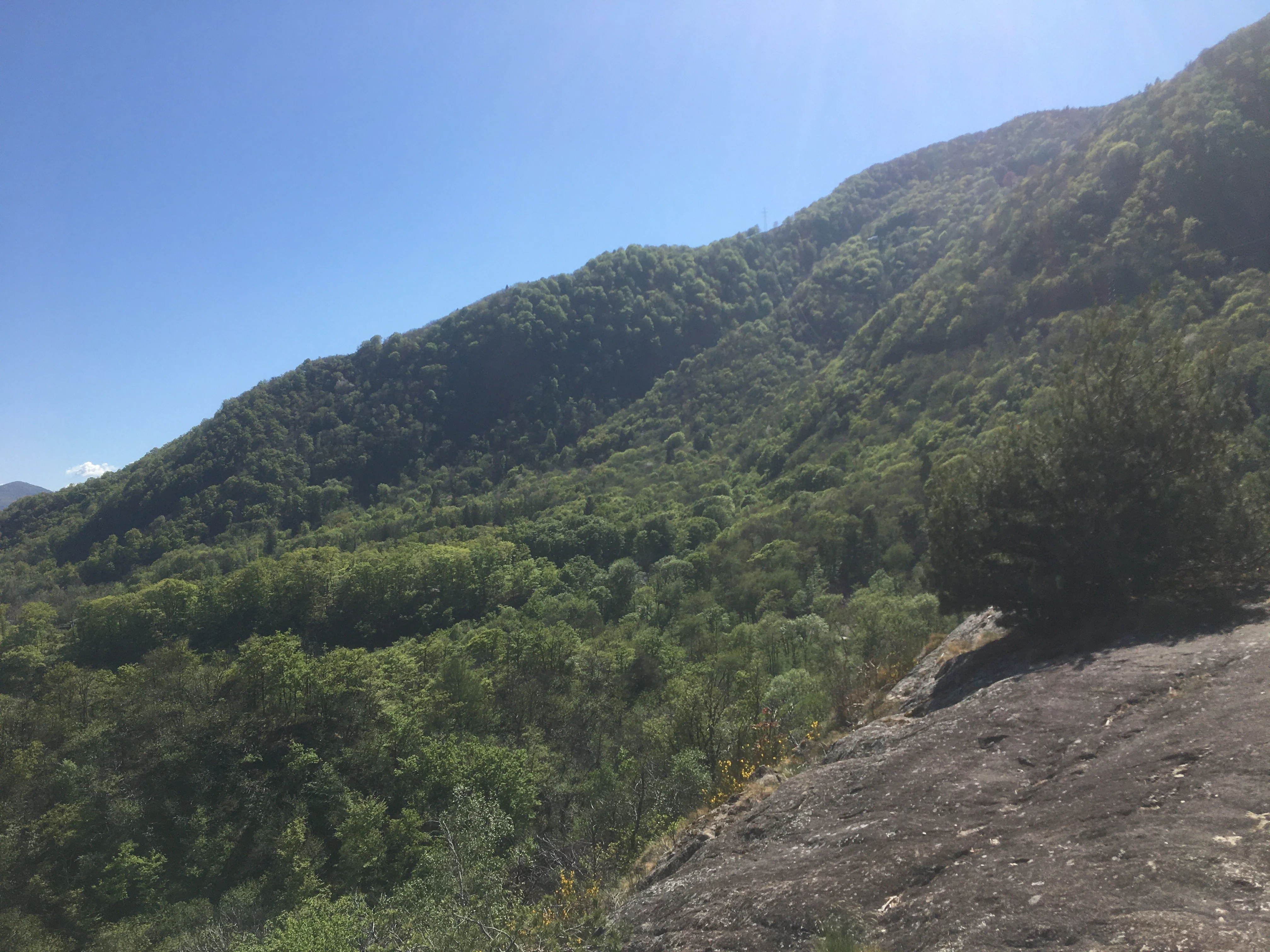 a bunch of trees that are in the grass