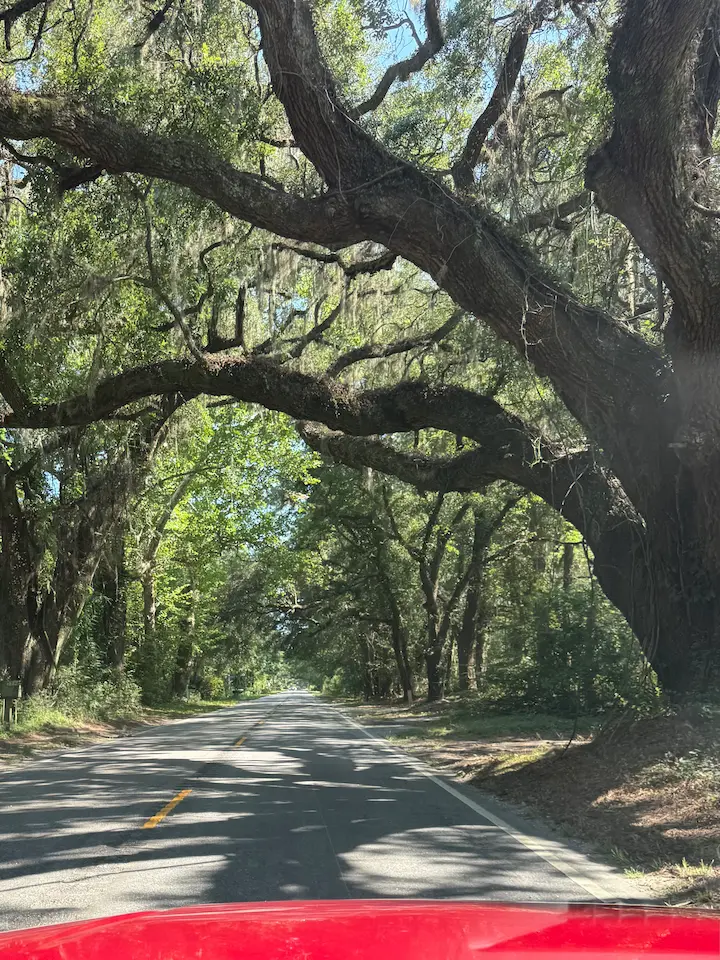 A view through a car windshield of moss-covered oak trees arching over the road leading onto Edisto Island, South Carolina.