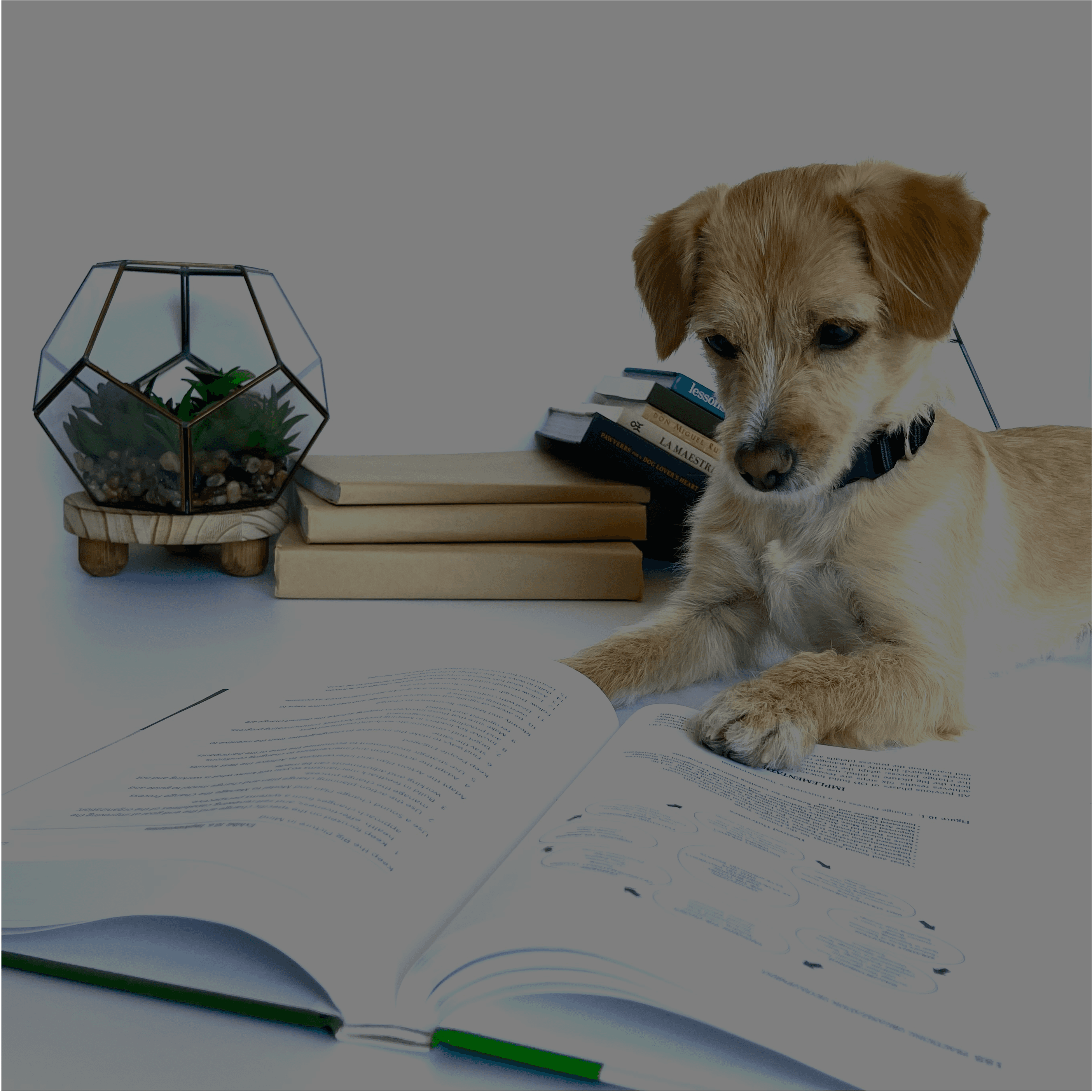 Buddyroo reading a textbook