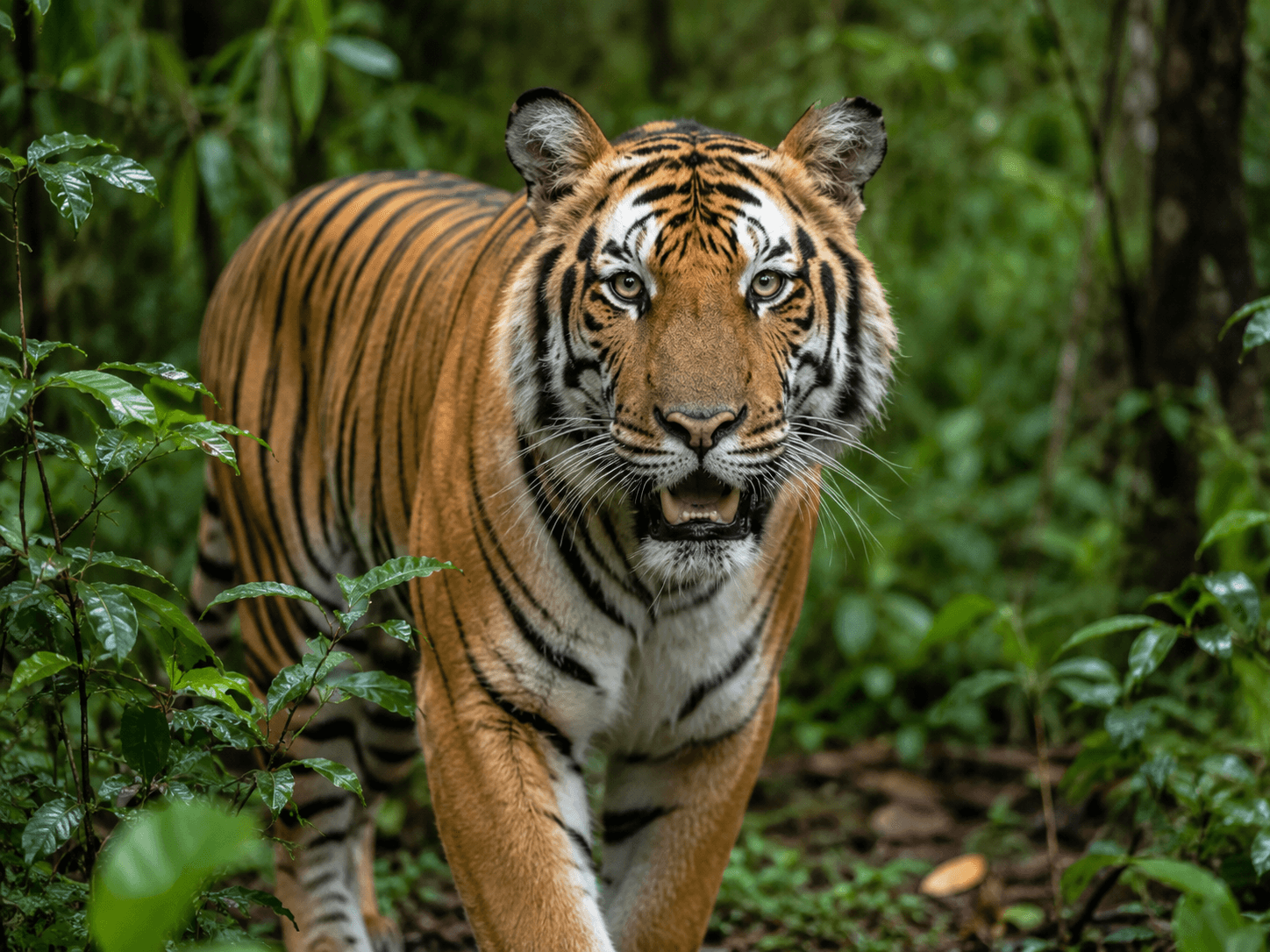 The Bengal Tiger