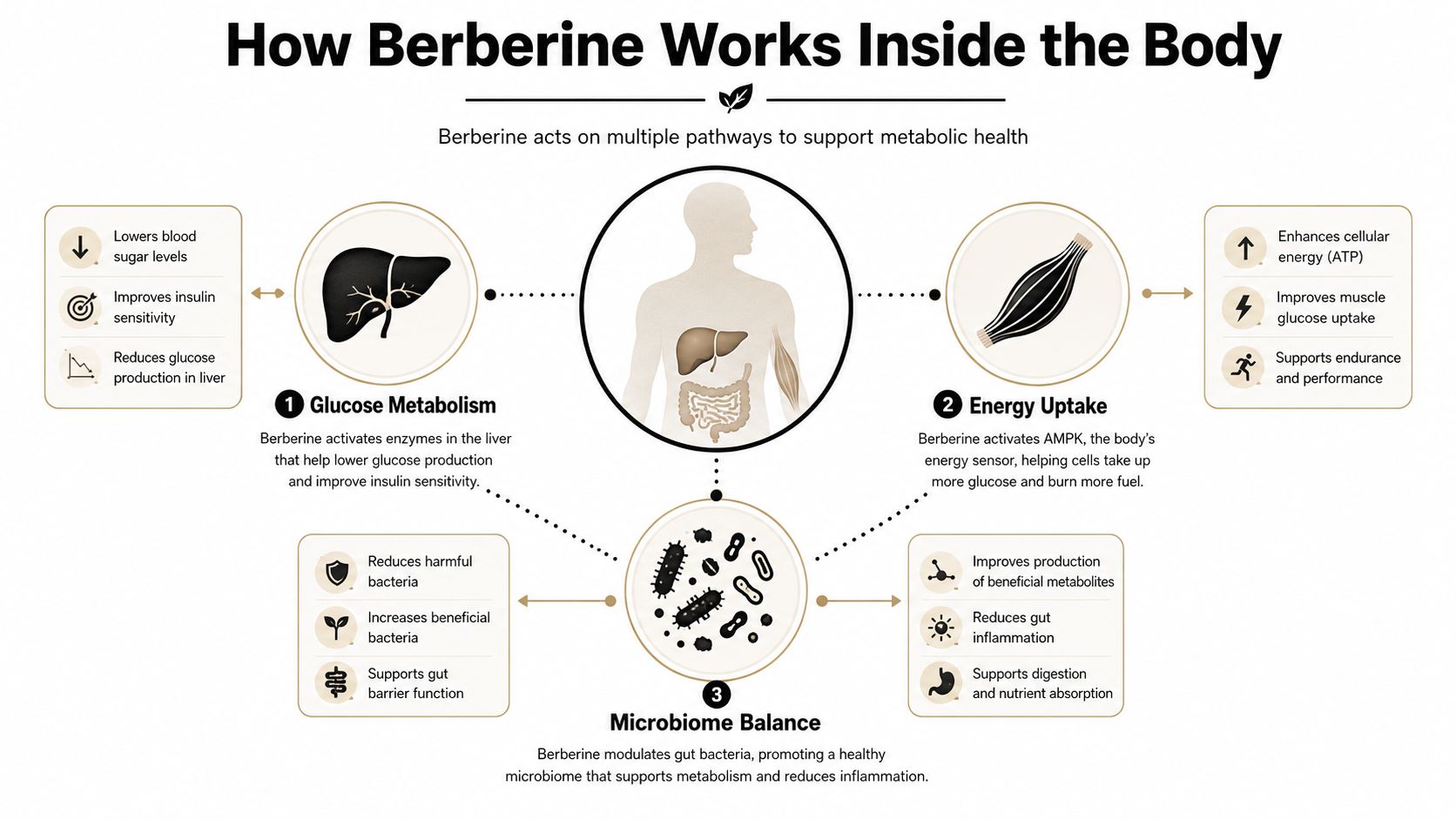 An infographic showing how berberine supports metabolic health through liver glucose metabolism, muscle energy uptake, and microbiome balance.
