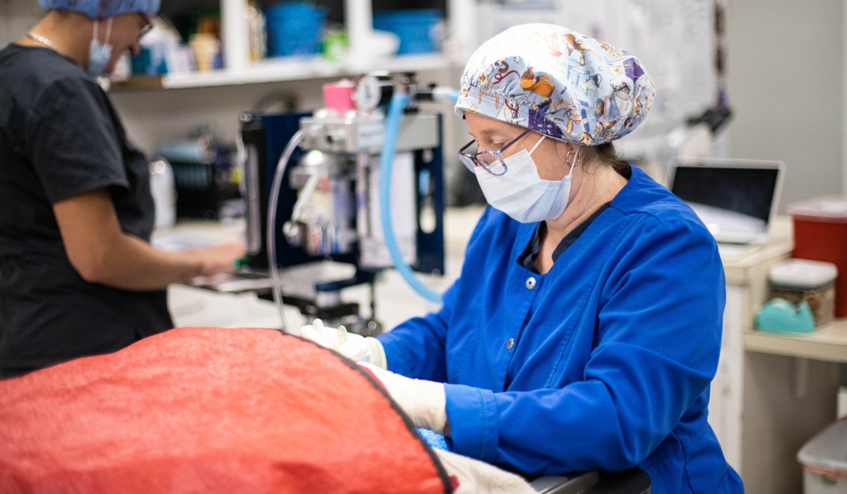 A veterinarian performing a dental extraction