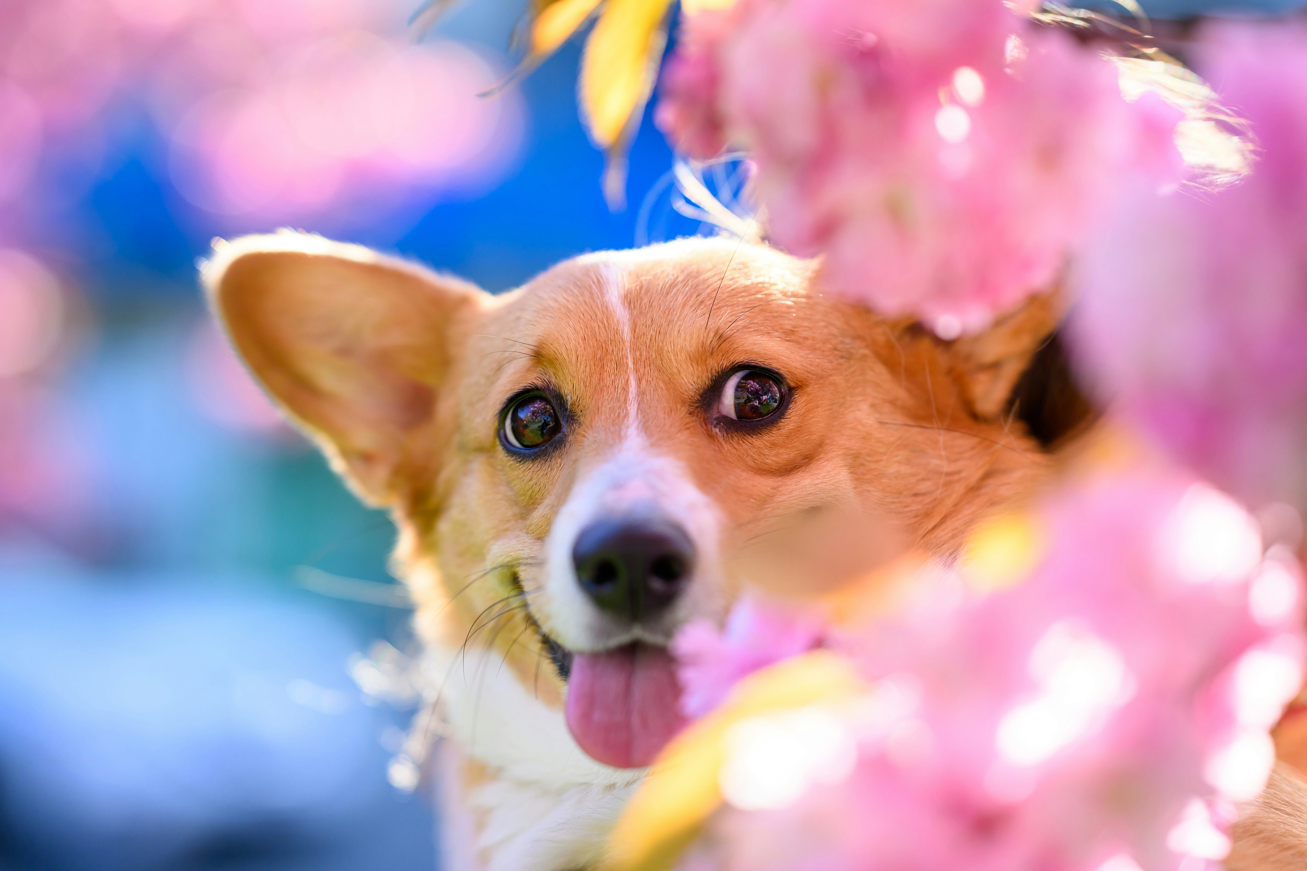 A small dog with its tongue hanging out