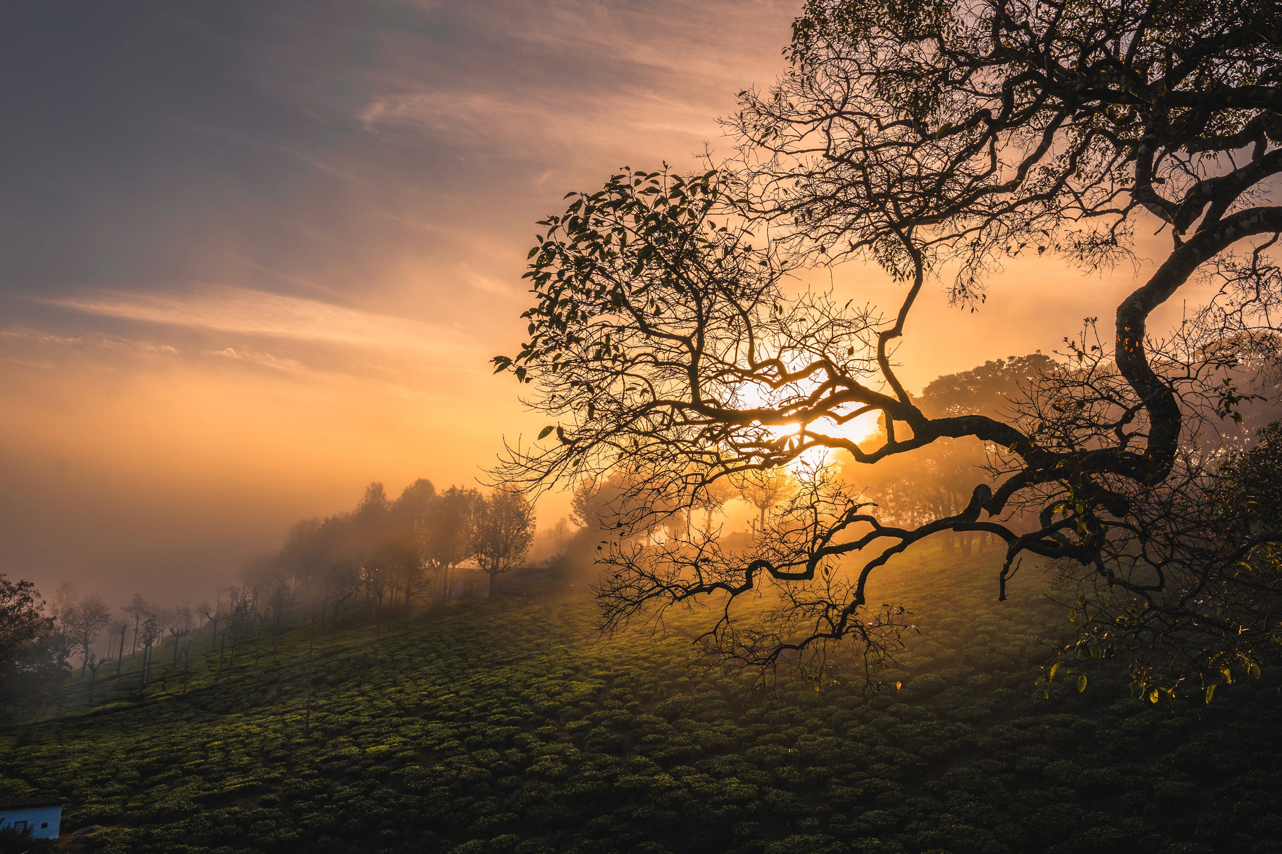 The Roots — Life clinging to the hillside in the final light of day.