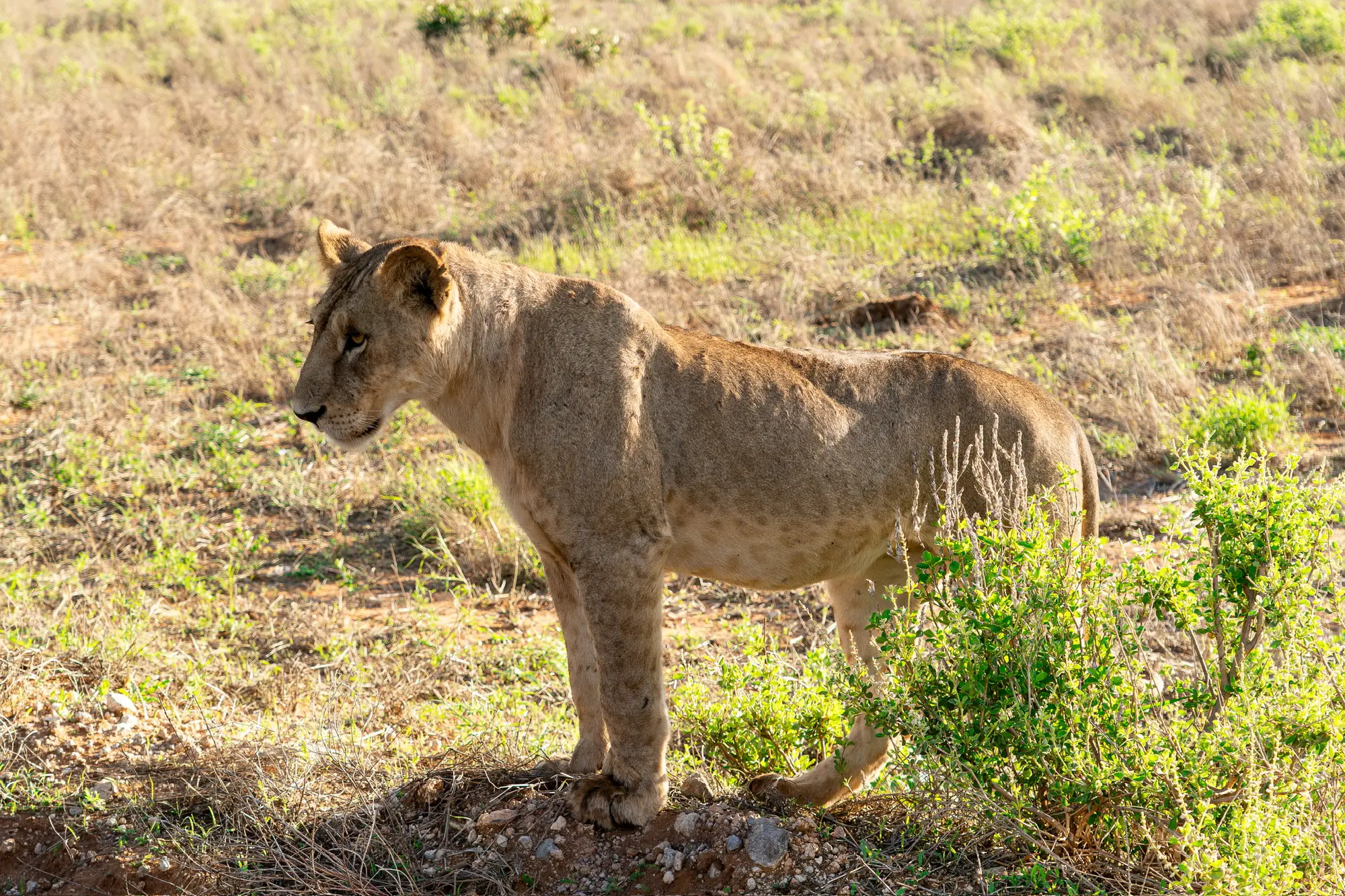 Usahili Tour in Kenya