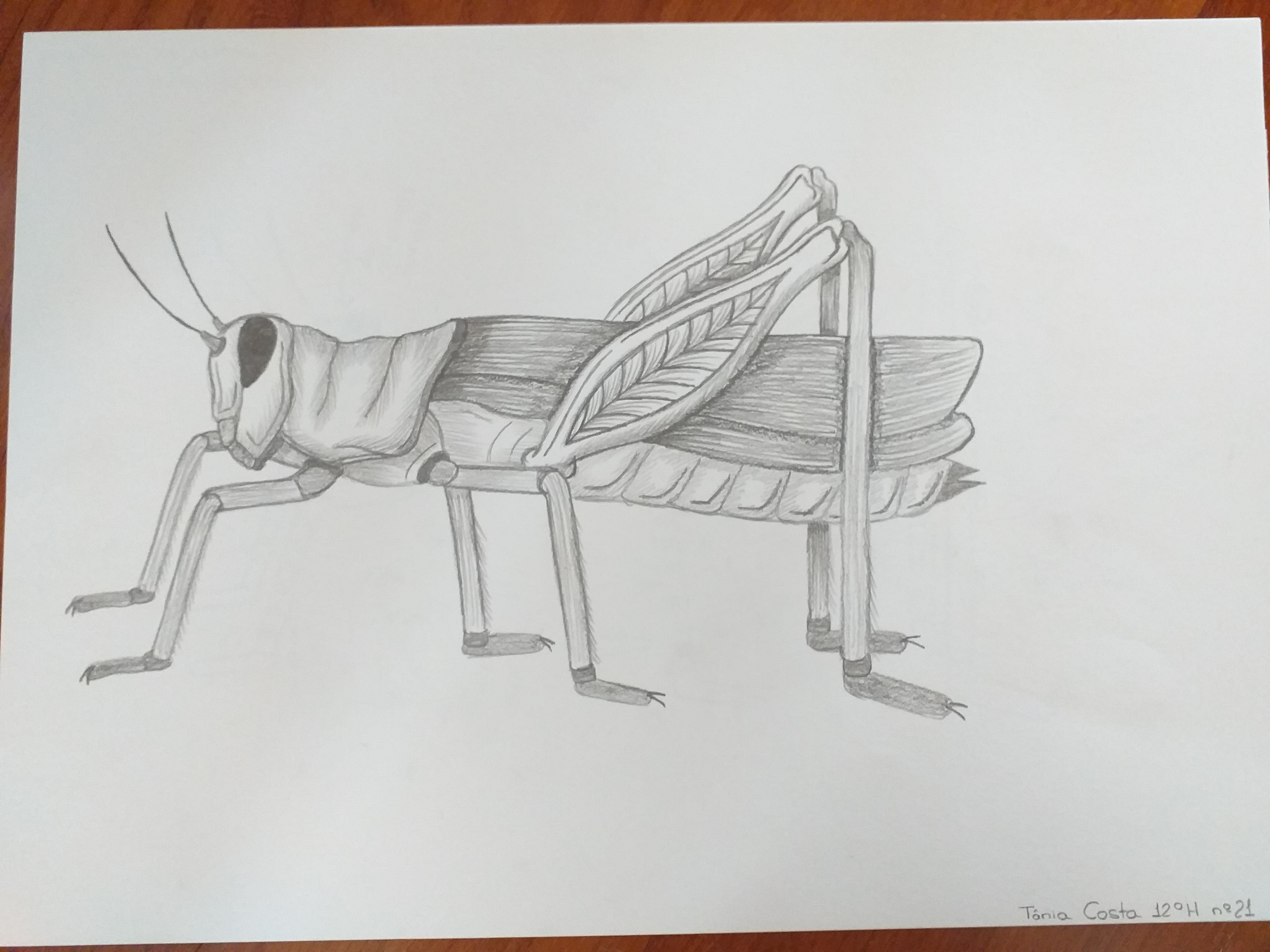 Cricket Drawing