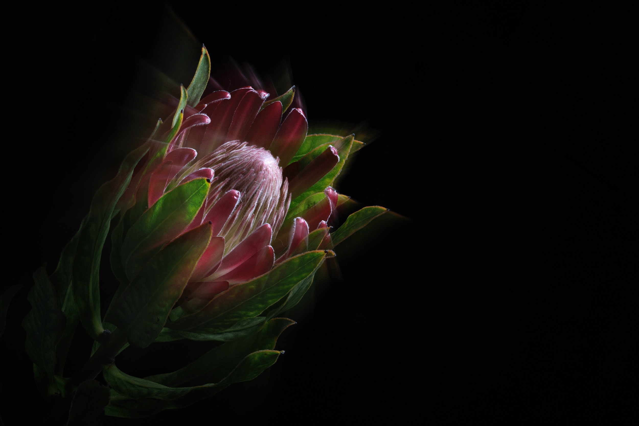 A protea flower set against a black background. Its bold form and faint motion trails suggest resilience through darkness.