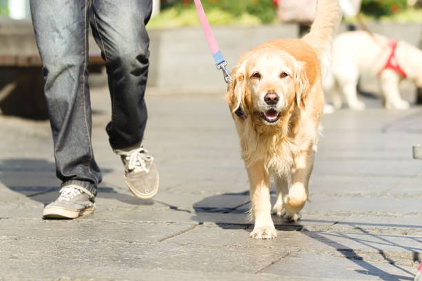 A dog walks happily with a professional dog walker