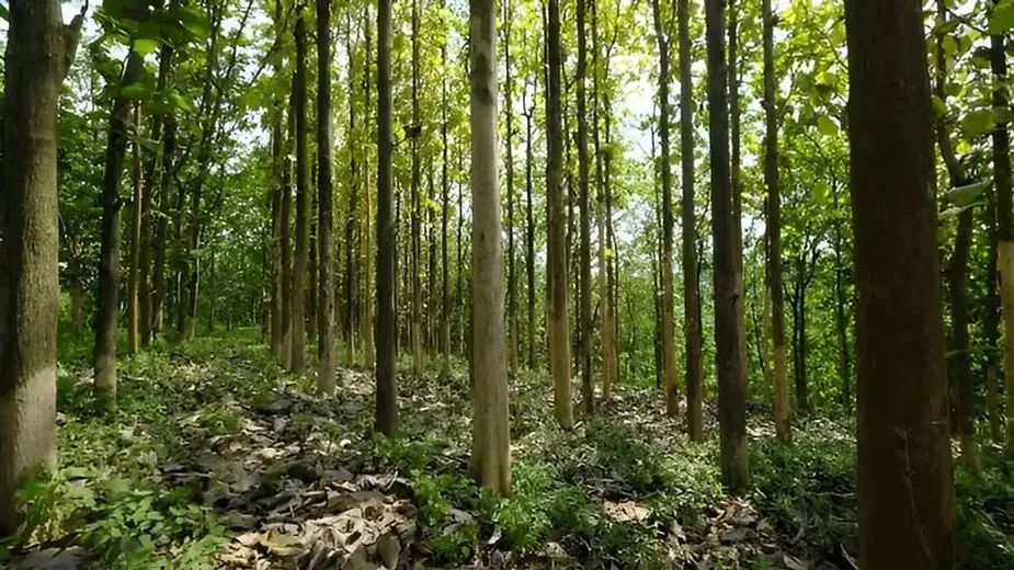 Teak Trees (Tectona grandis).webp