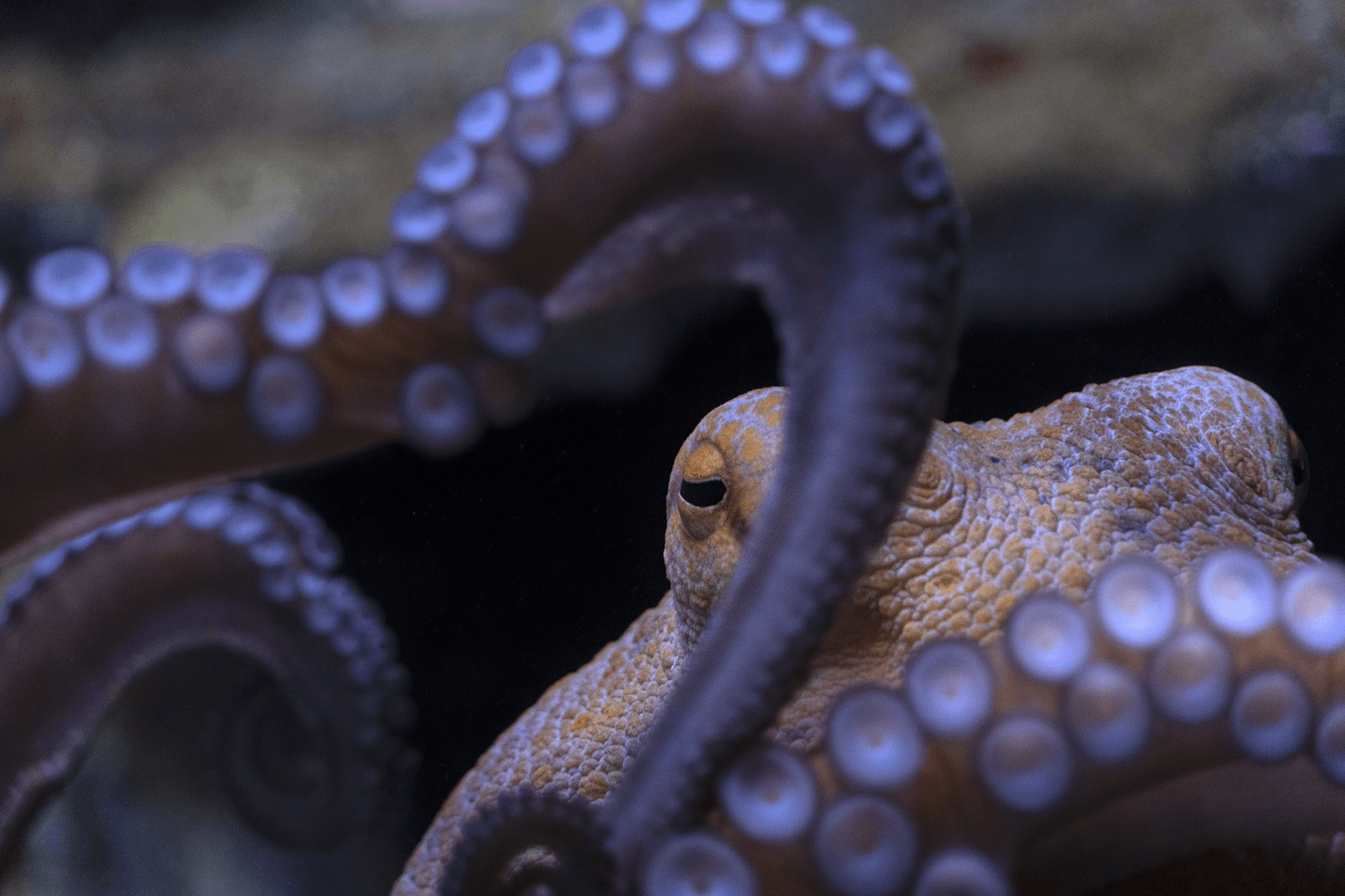 Octopus