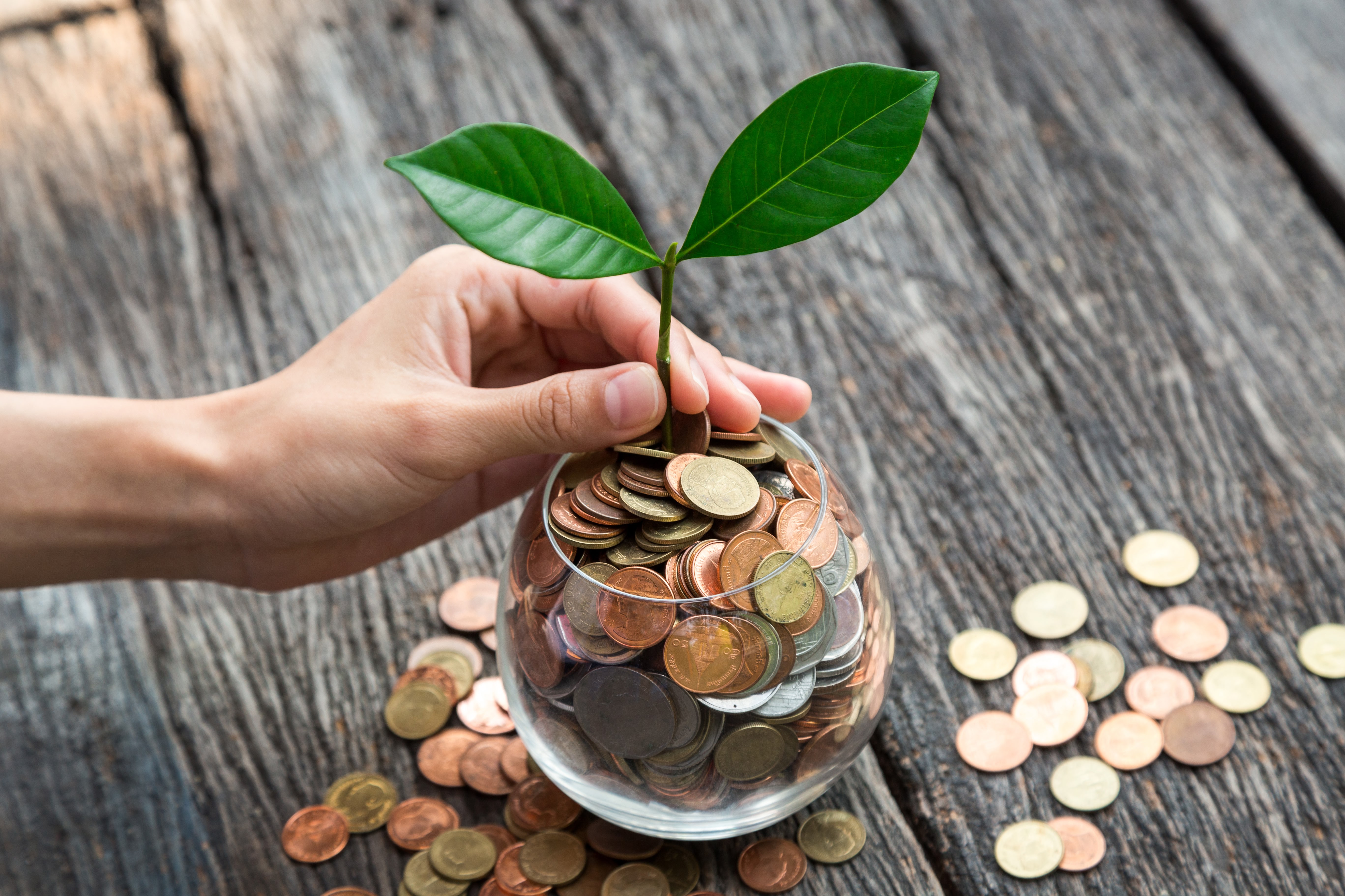 Hand adding a growing plant into a jar full of coins