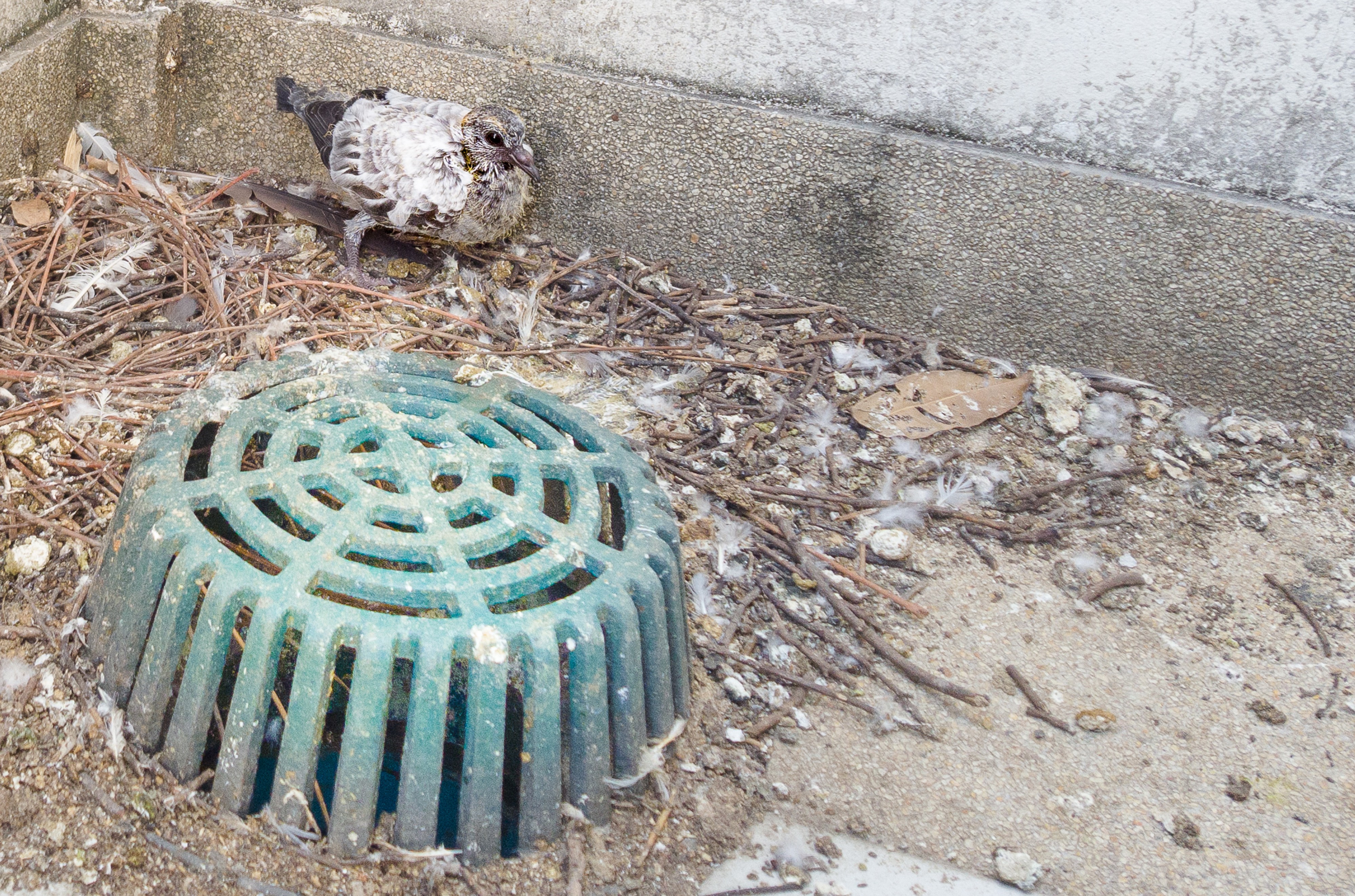 Bird droppings and nesting trees cause clogging of the drain on the building balcony.
