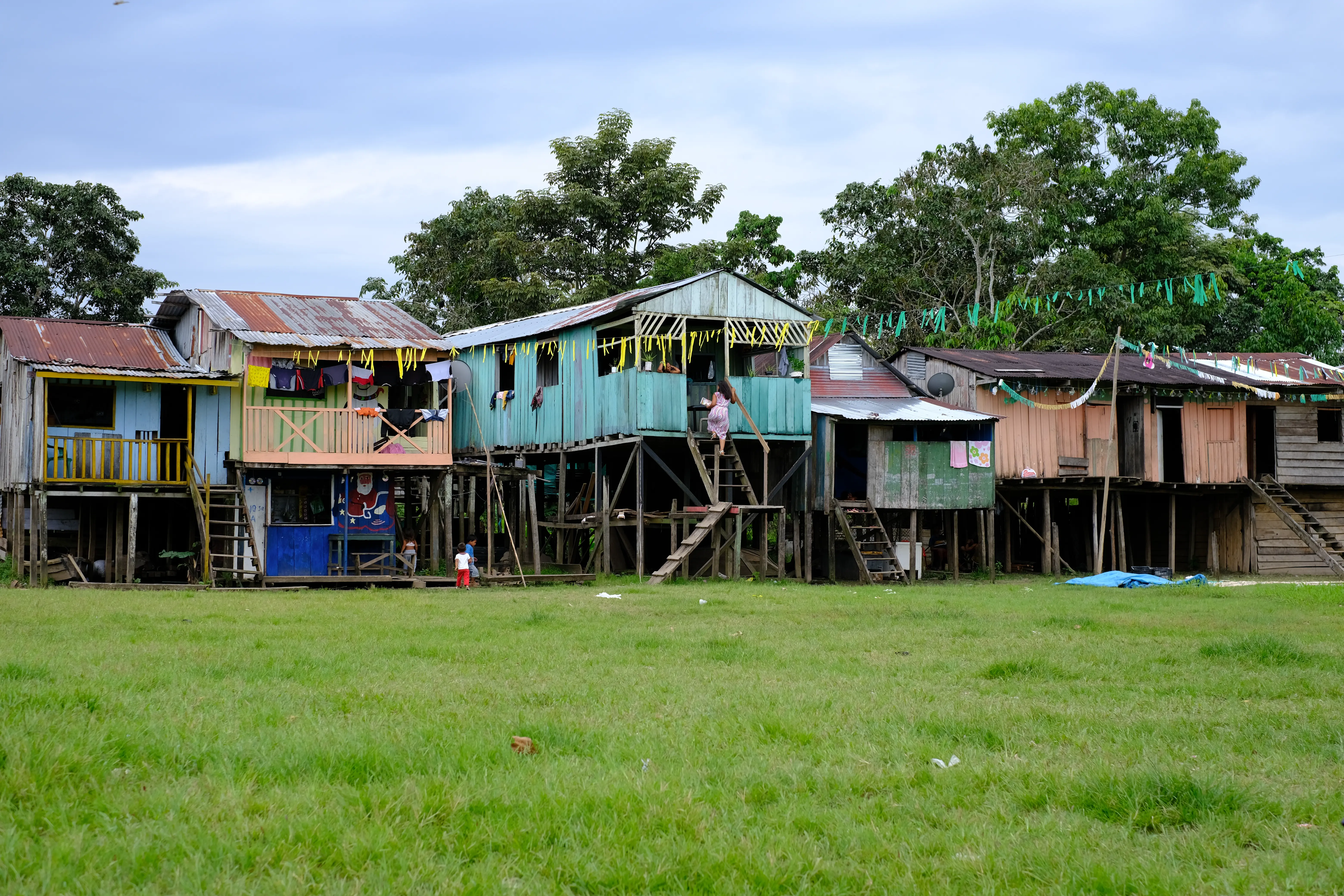 a lush green forest filled with lots of trees