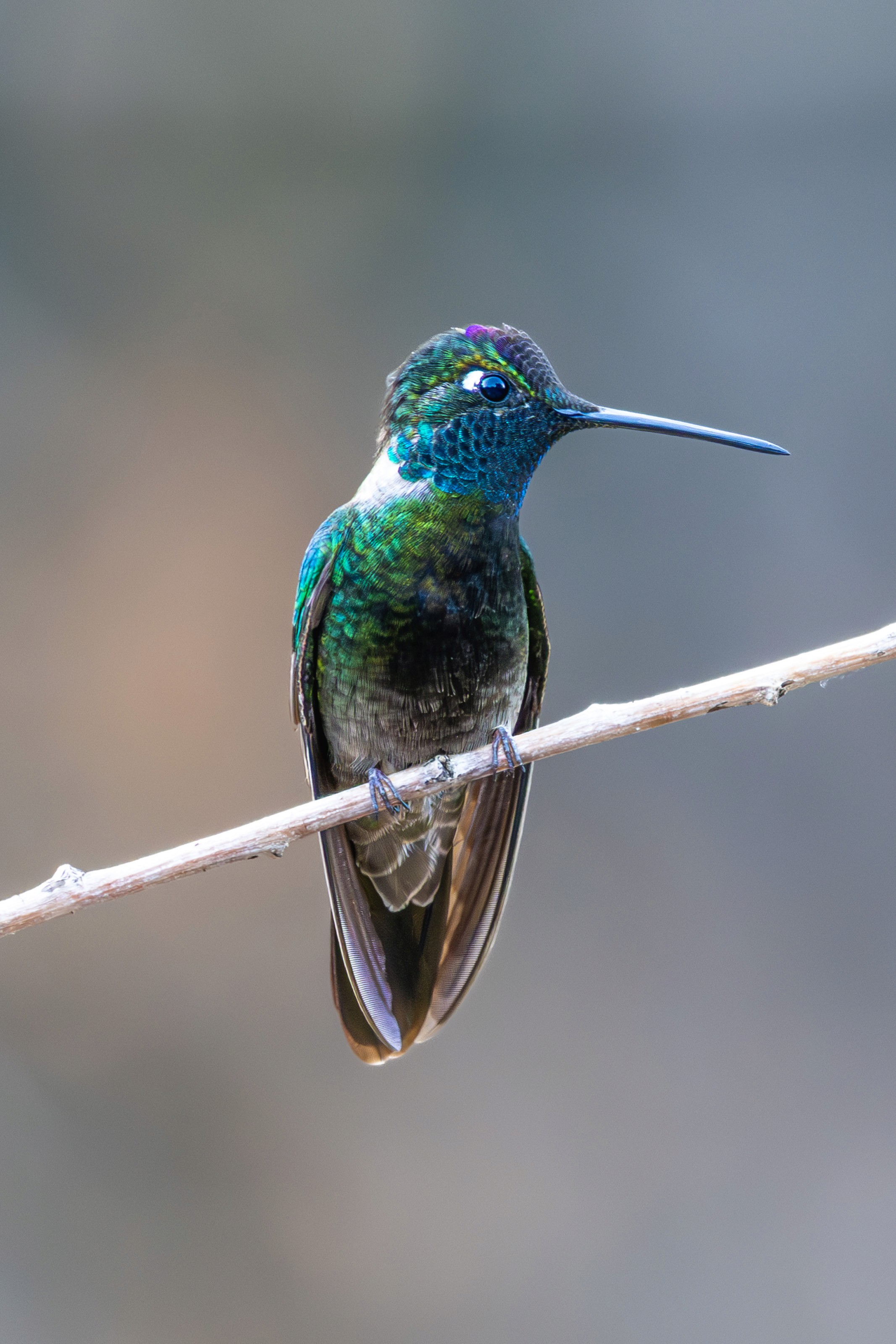 A green and purple Rivoli's hummingbird perched on a branch