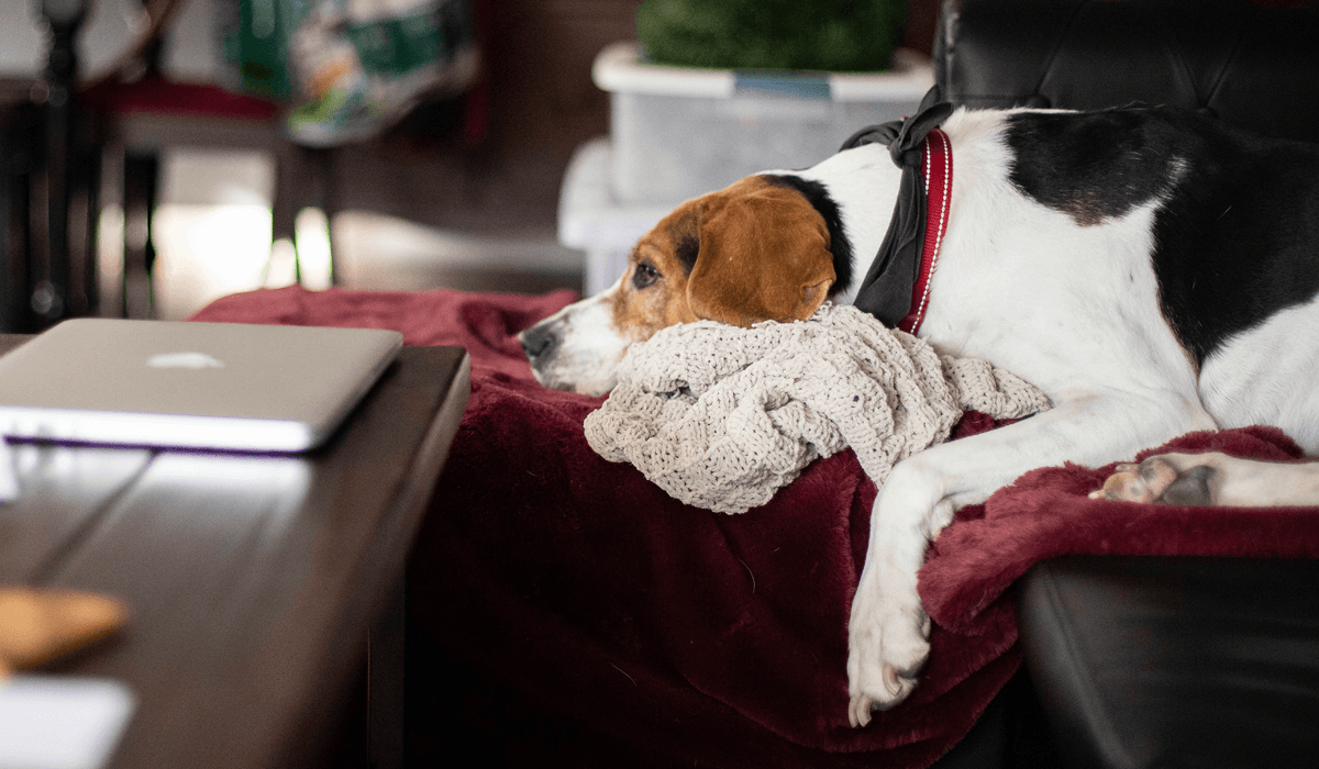 Image of a dog anxiously laying on the couch