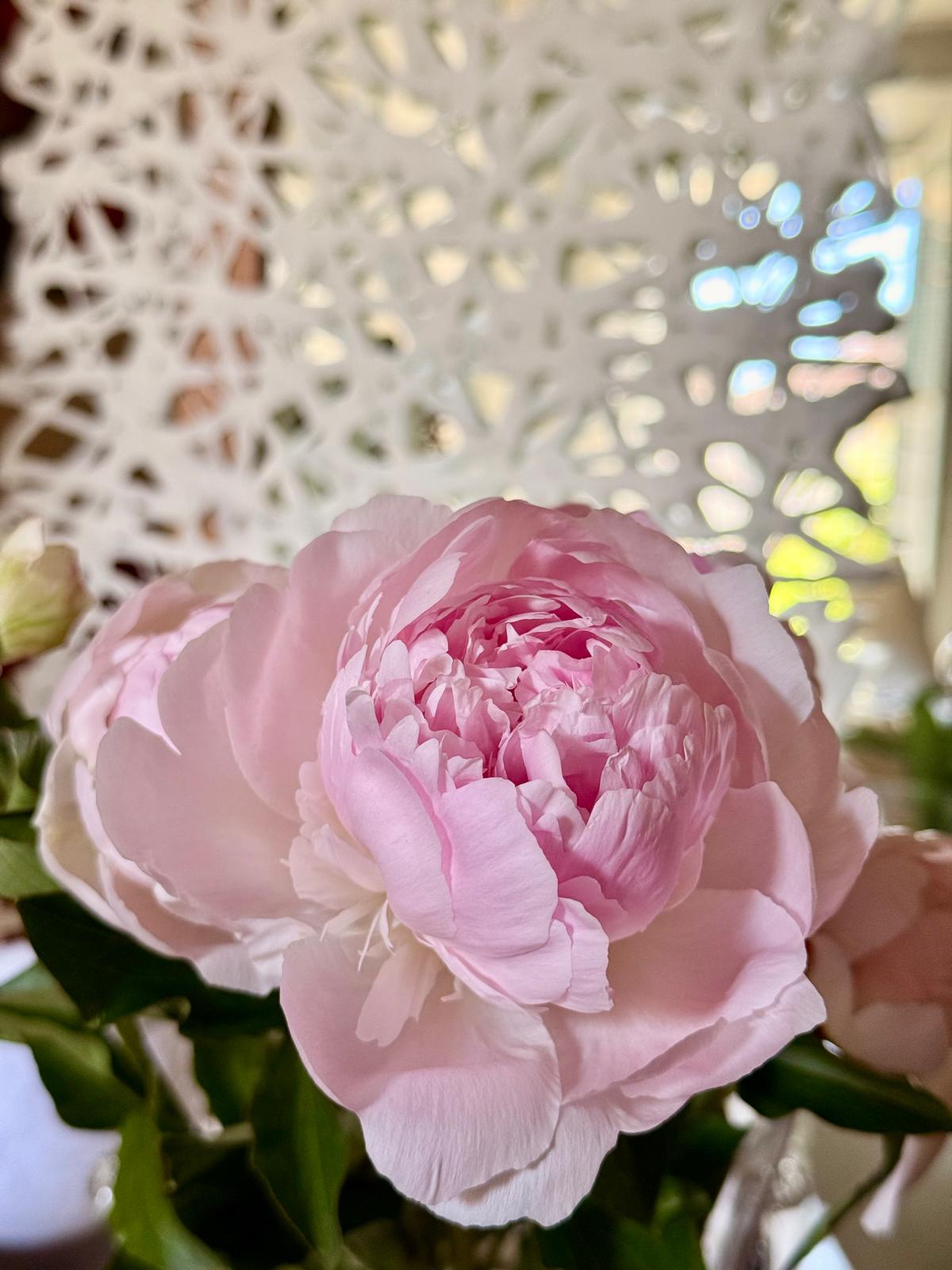 Fiore rosa su vaso in uno studio di design e branding