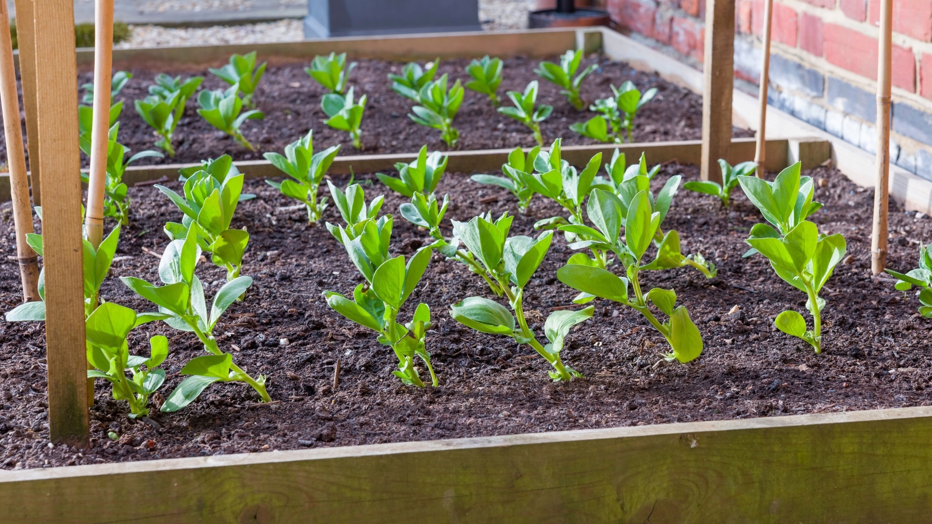 Backyard Designer Farms Planter Box