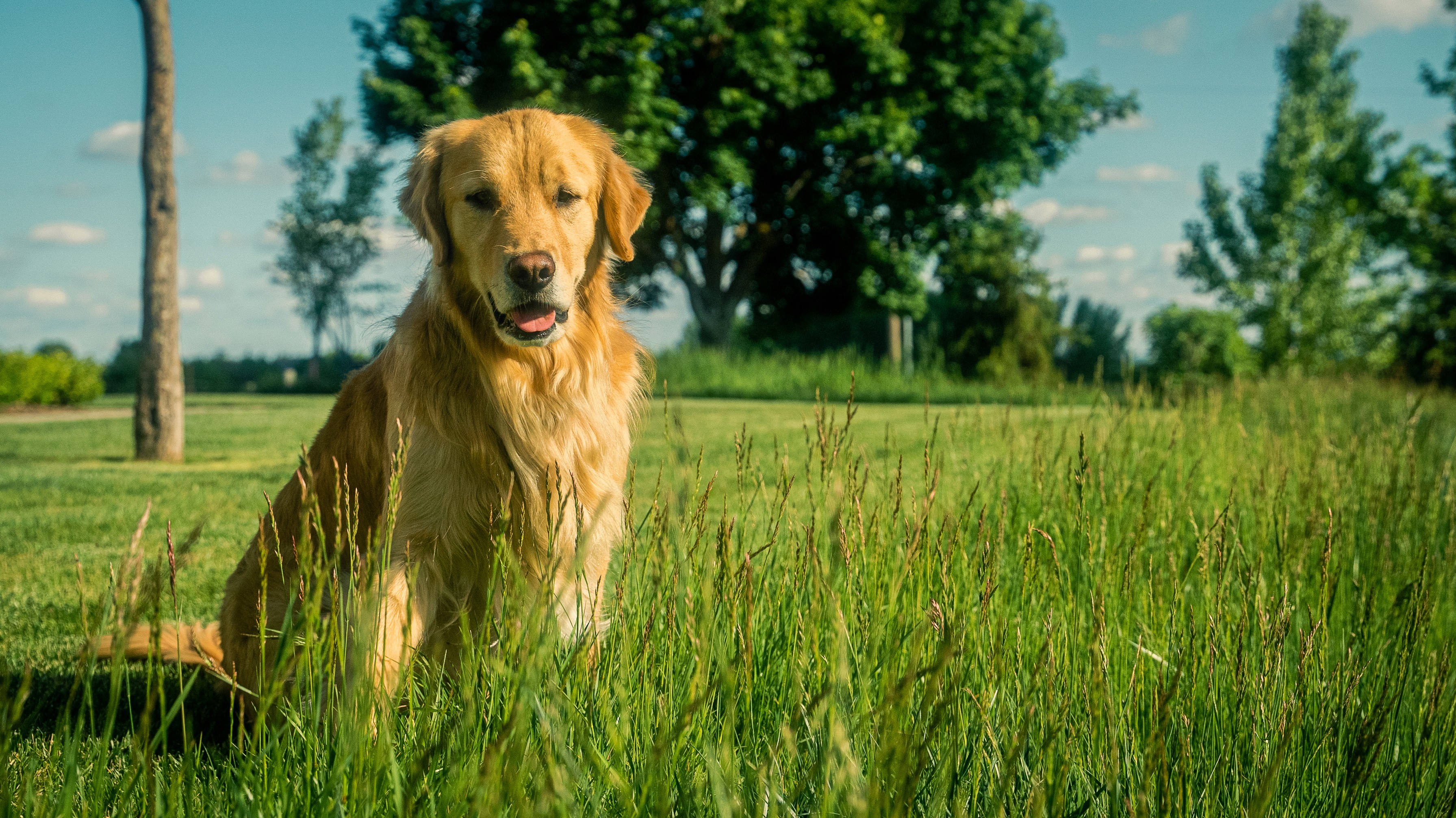 Picture of the Pasculli family's Golden Retriever