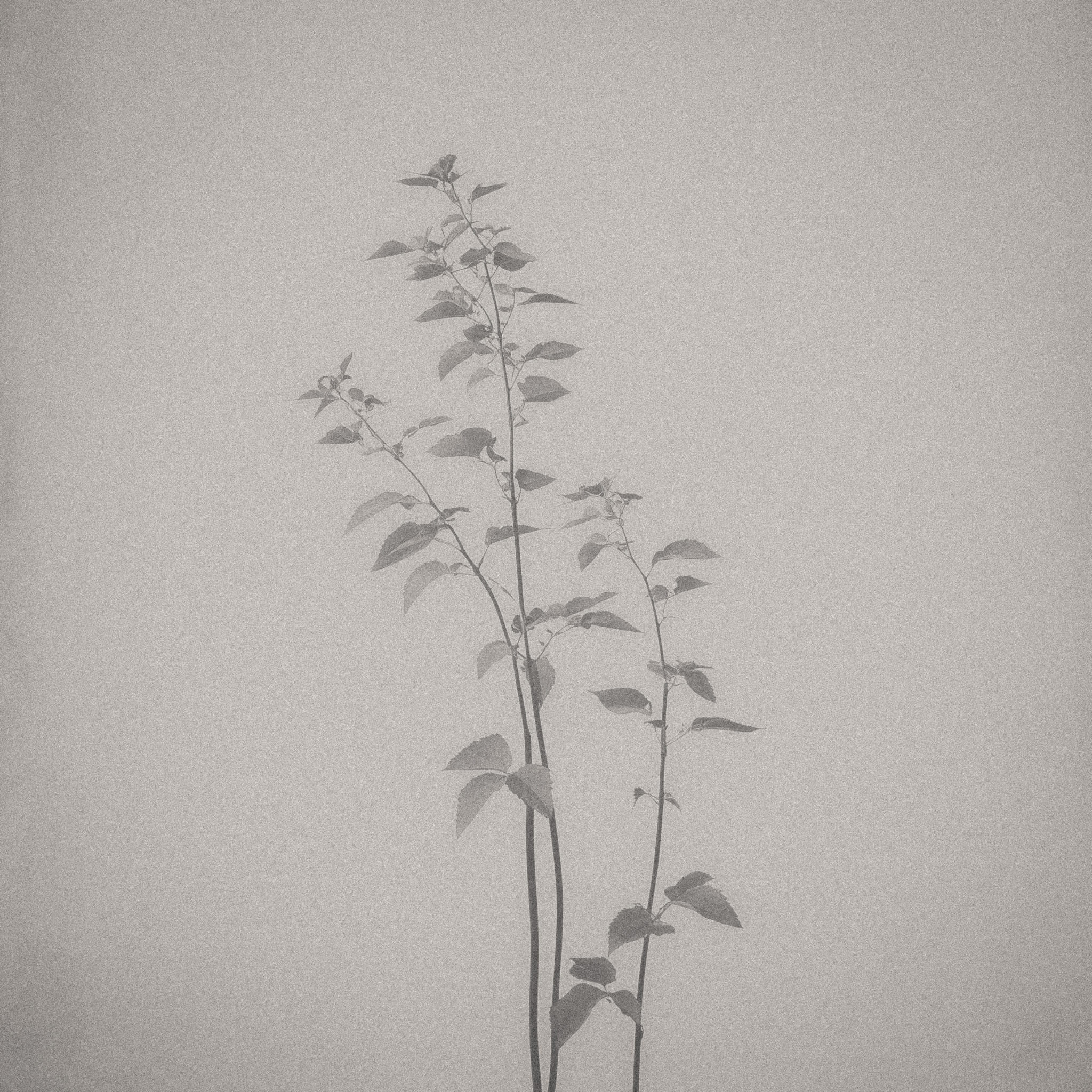 A minimalist black-and-white photograph featuring two slender plant stems with delicate leaves, positioned against a soft, neutral background. The stems rise vertically, showcasing an elegant simplicity and creating a sense of calm and tranquility. The overall composition emphasizes the natural beauty of the plants, with gentle contrasts and subtle textures.