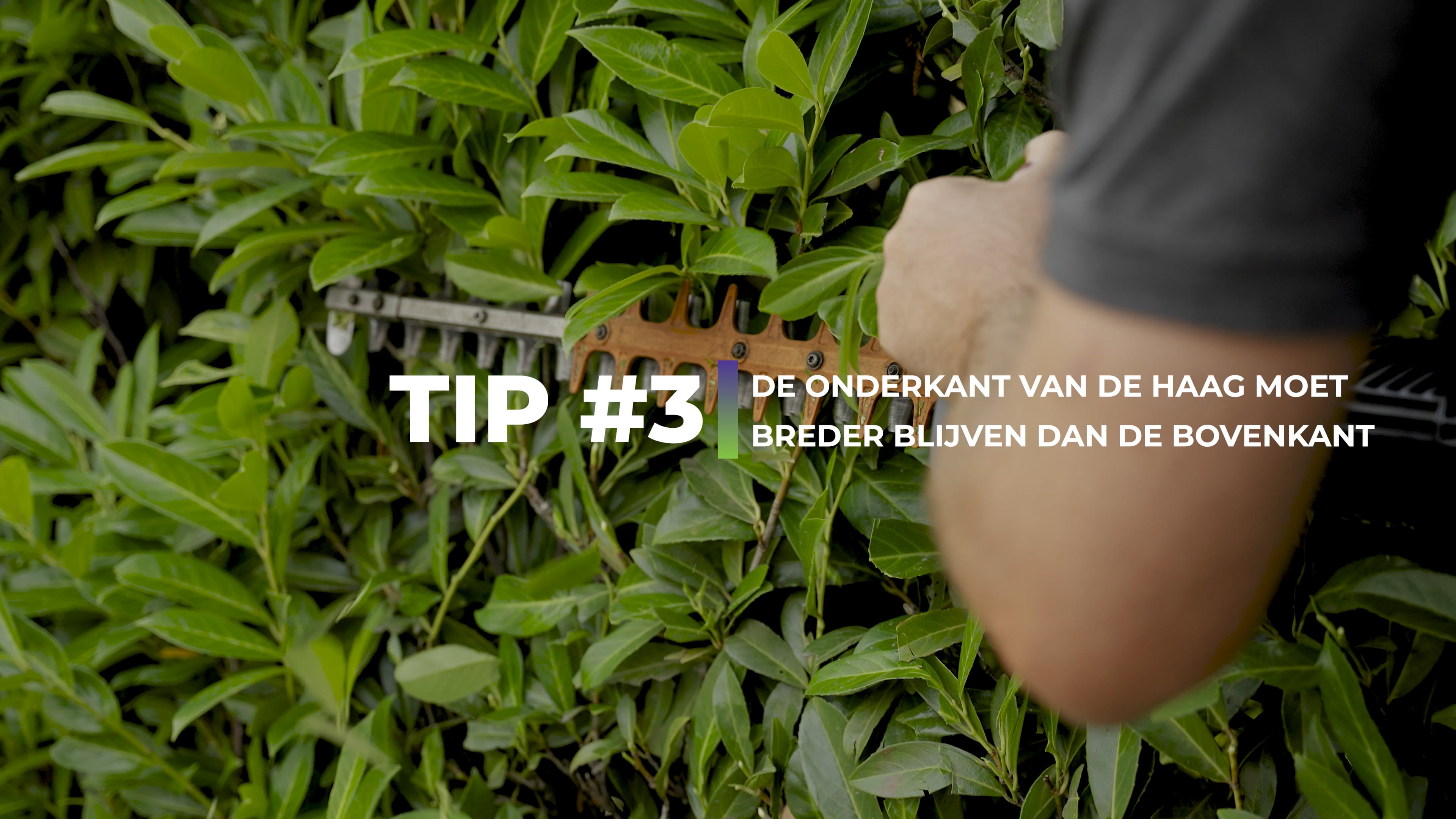 vimeo video thumbnail