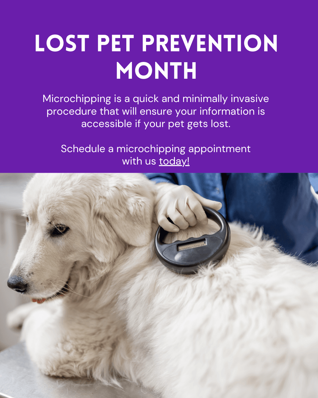 Lost Pet Prevention Month