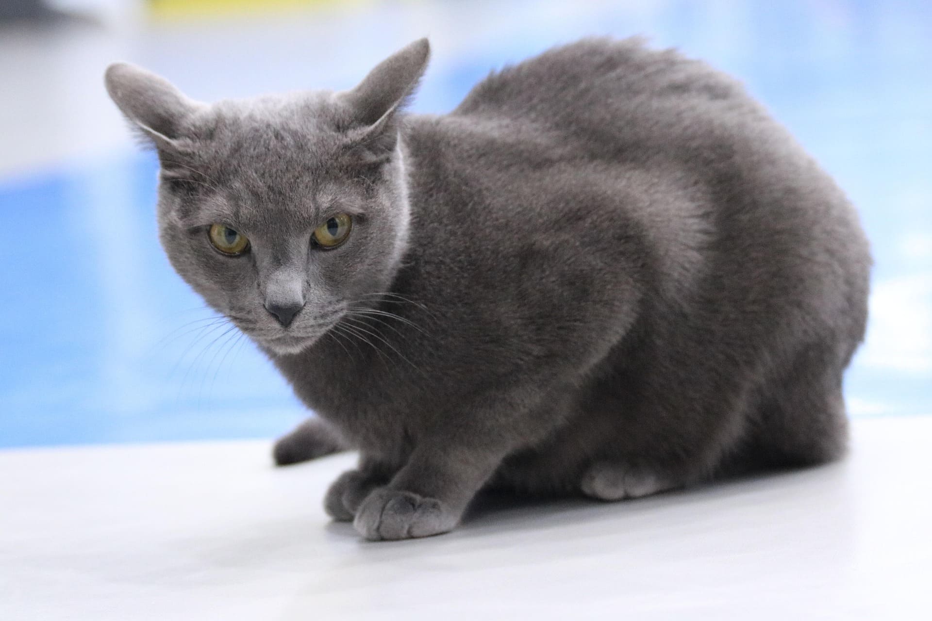 A Russian Blue is sitting on the gray floor and looking cautiously.