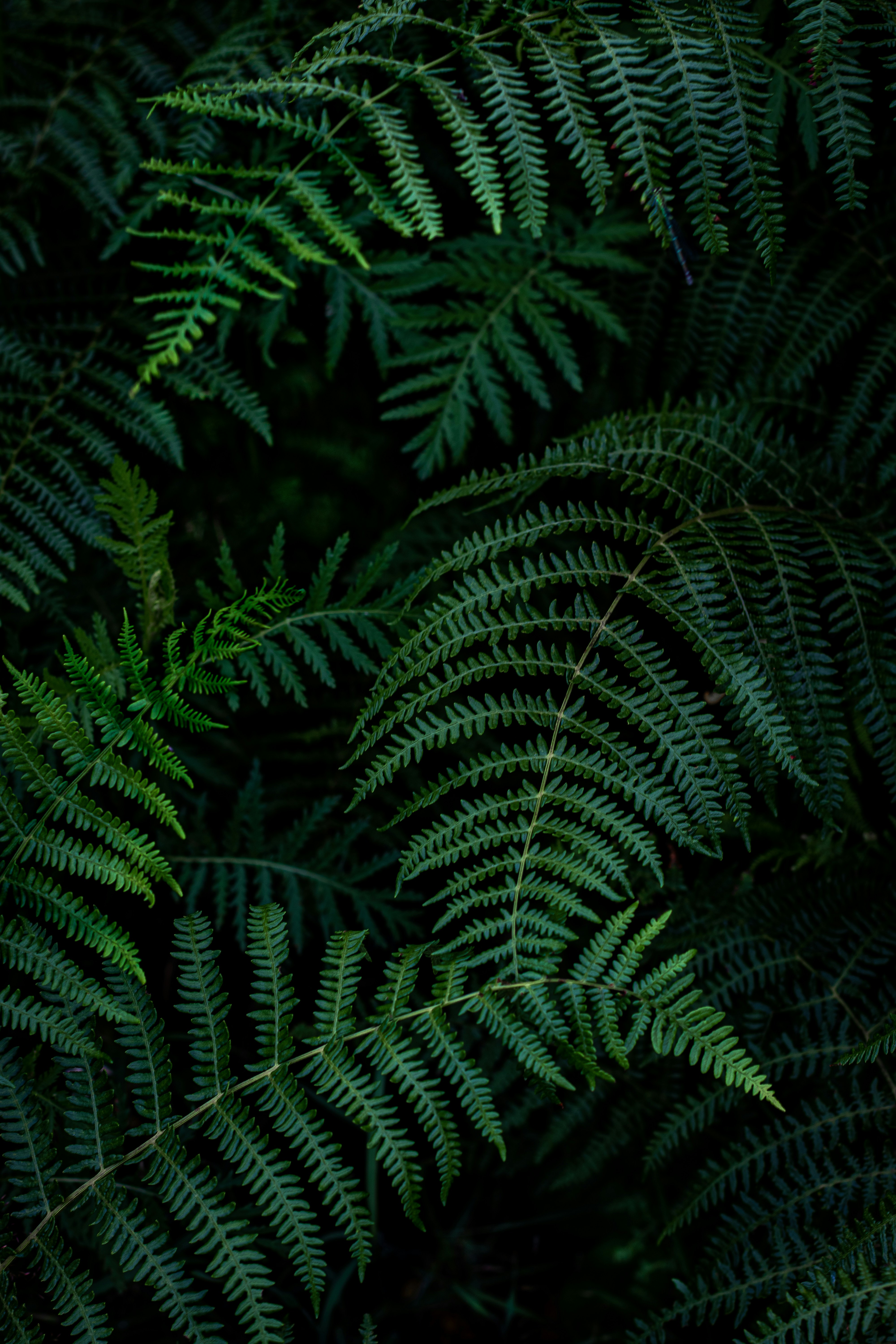 Fern plant