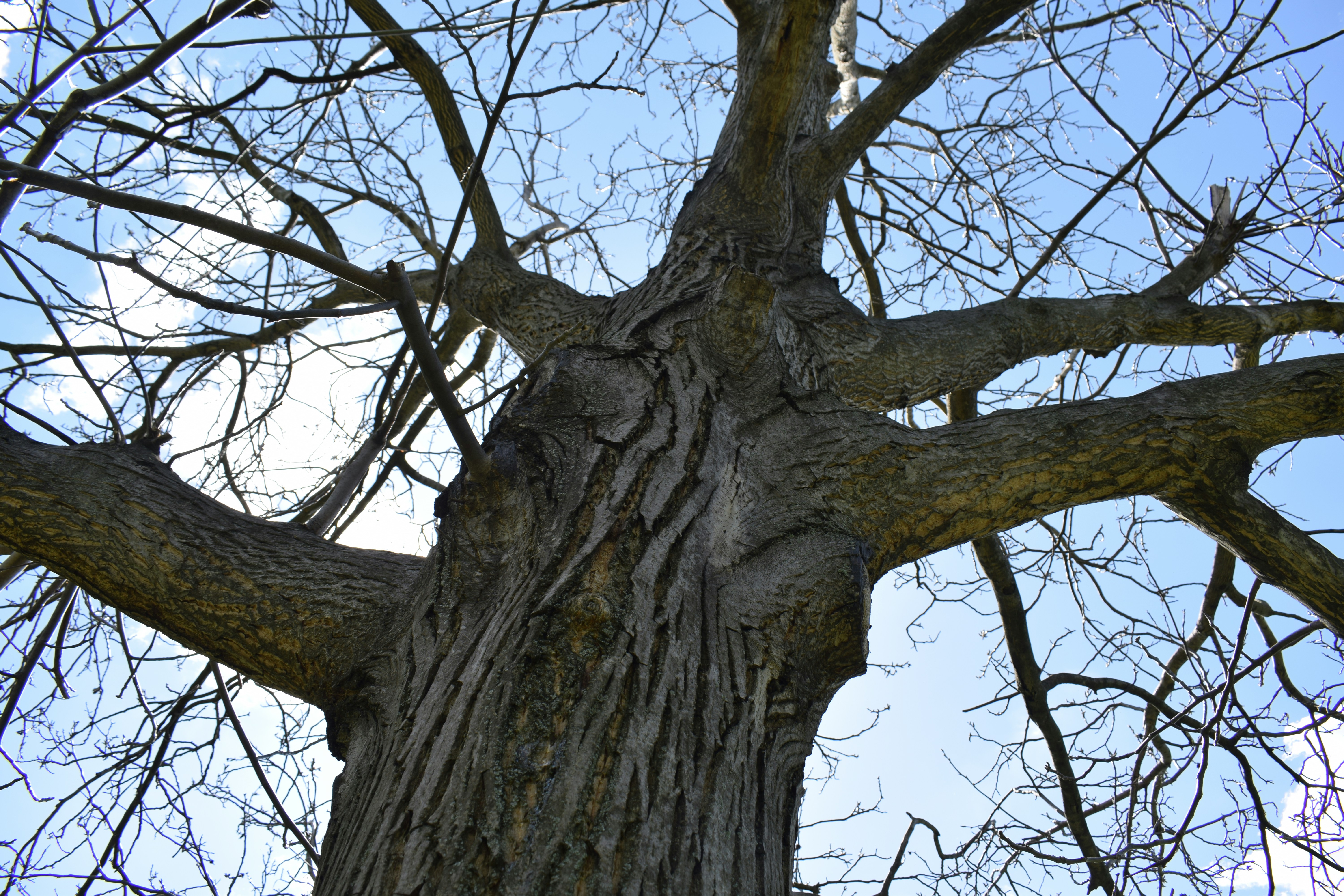 a tree with no leaves and no leaves on it
