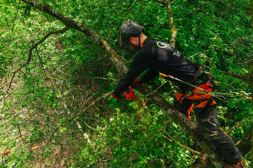 Seilklettertechnik zur Baumpflege, Baumkatastern, Obstbaumschnitt, Baumpflege, Pflege von Bäumen
