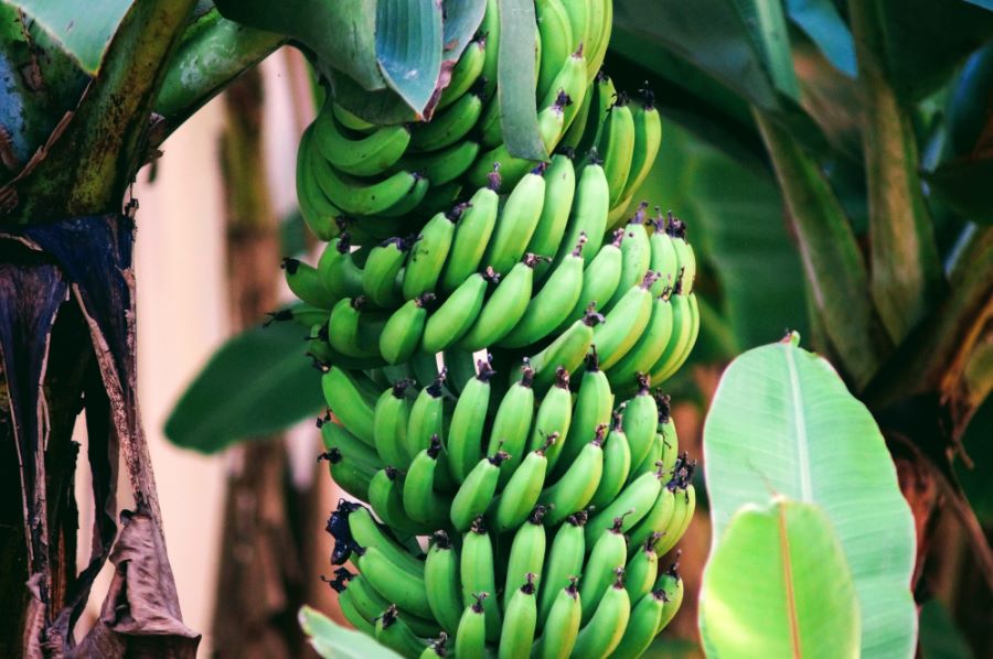 Banane verdi