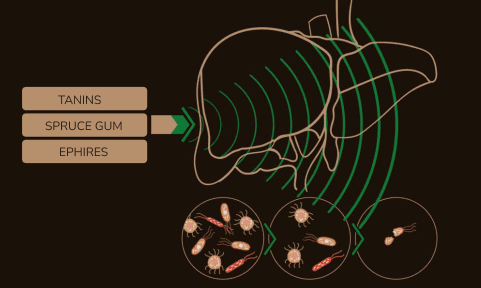 Visualization of how megre's elixir protects the liver from bacteria