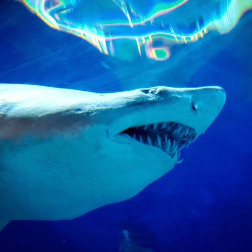 A shark swimming underwater with its mouth open, showcasing sharp teeth against a deep blue background with ripples of light above.