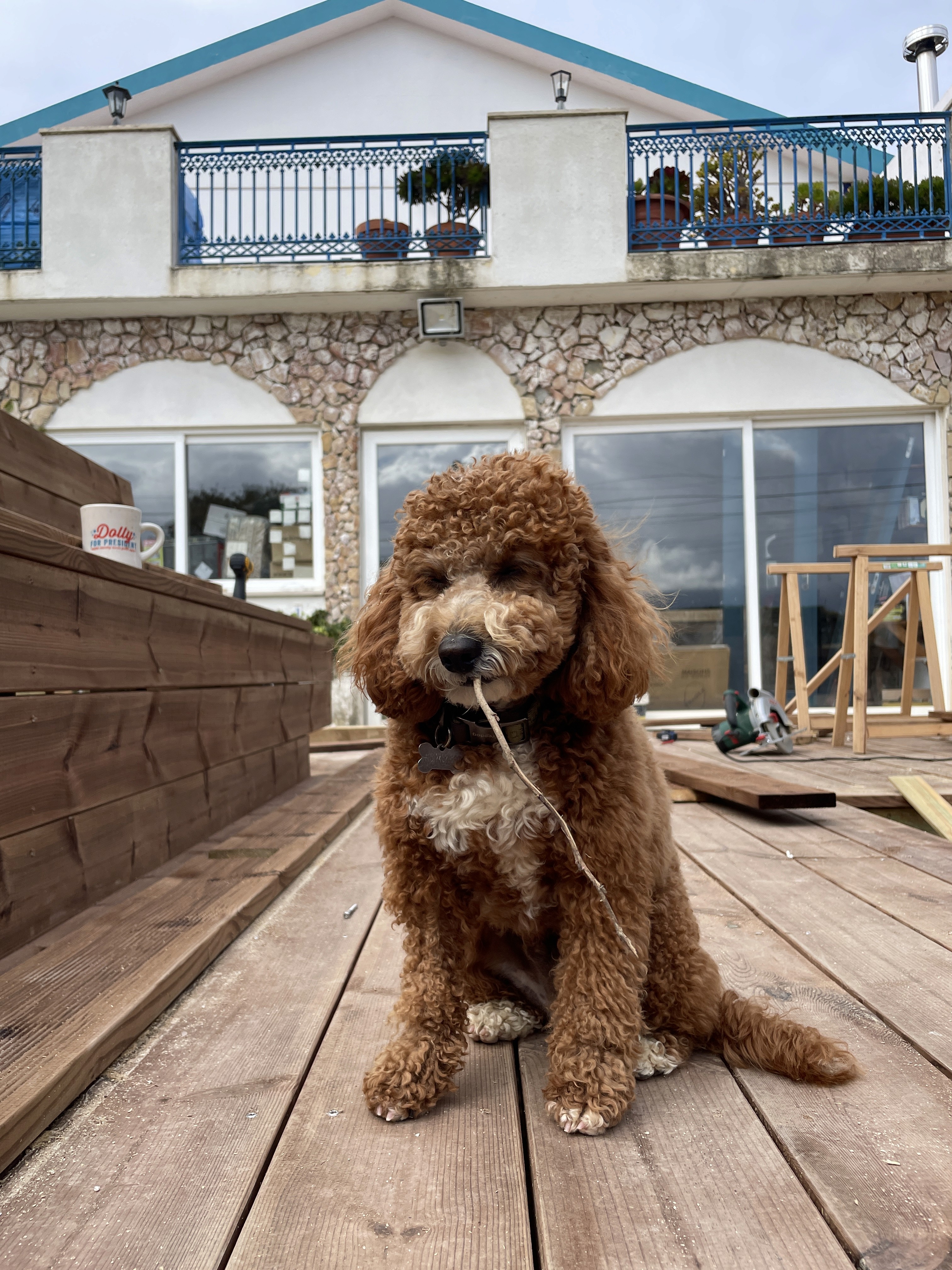 medium brown dog at Wild Souls Ericeira guesthouse