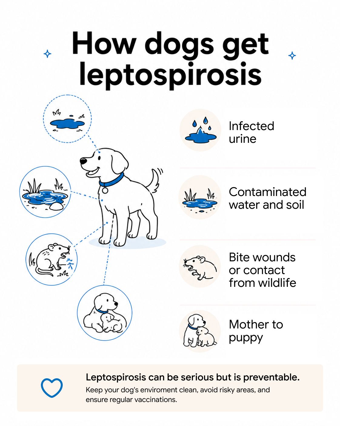 An infographic showing the ways dogs can get leptospirosis.