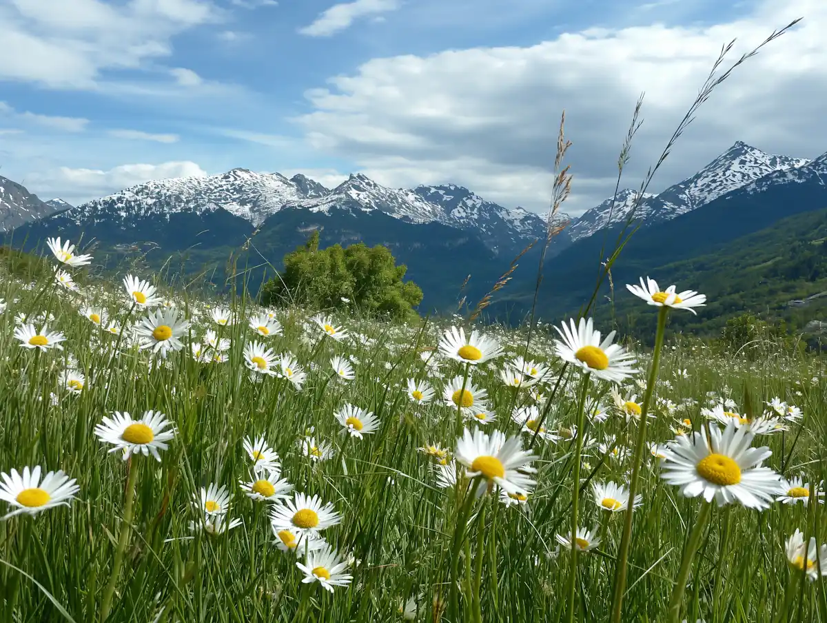 image of landscape