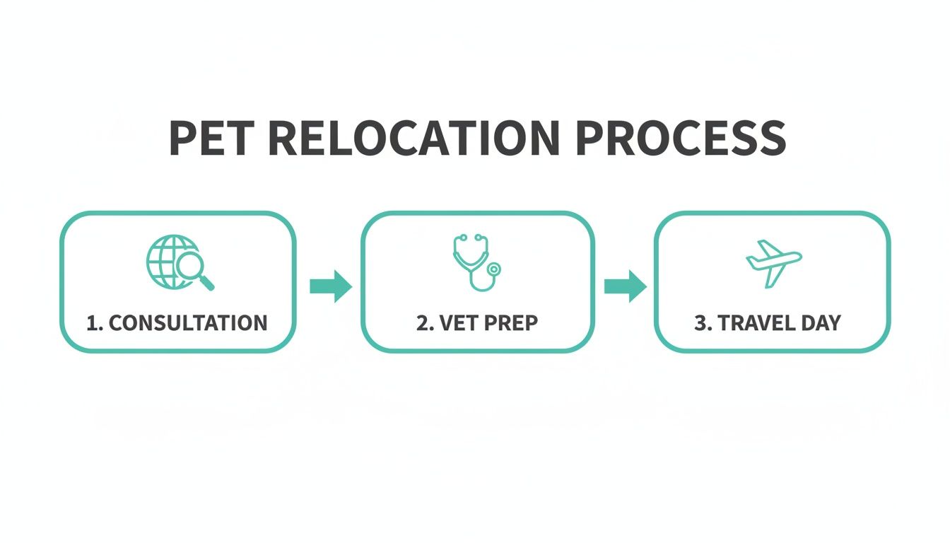 A clear diagram illustrating the three-step pet relocation process: consultation, vet preparation, and travel day.