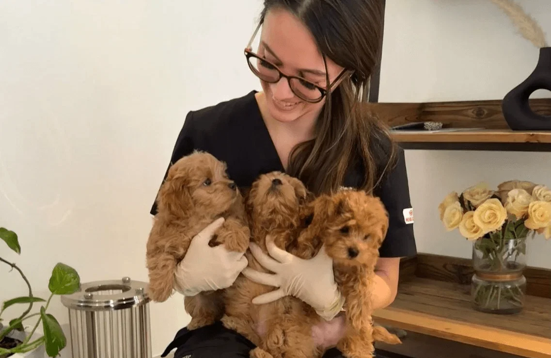 Veterinarian Dr. Salome Viñas examining a group of brown puppies in a pet care setting.