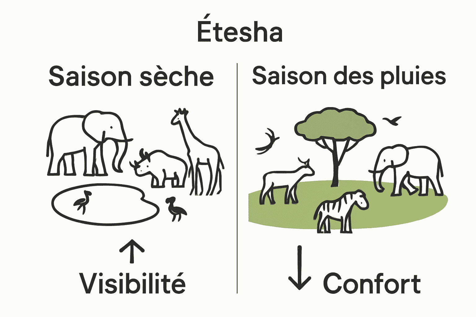 Comparaison visuelle saison sèche et saison des pluies Etosha