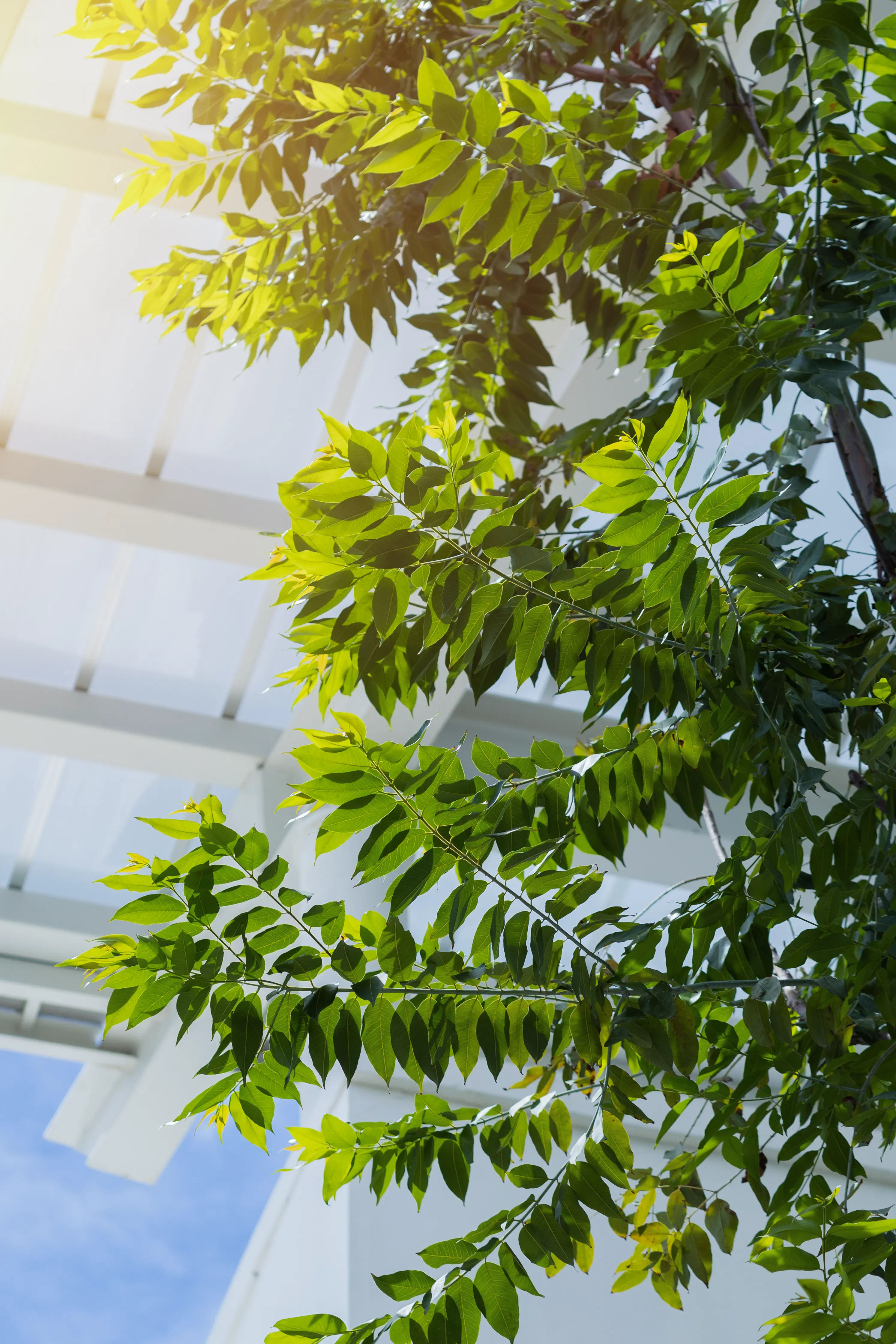 low angle photography of trees at daytime