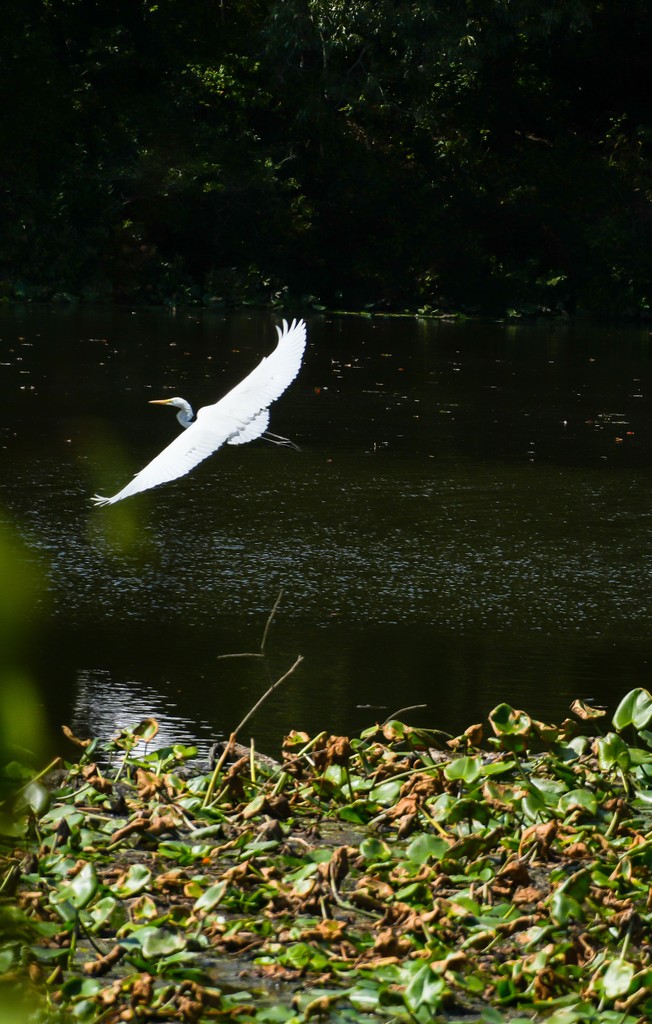 Great Egret