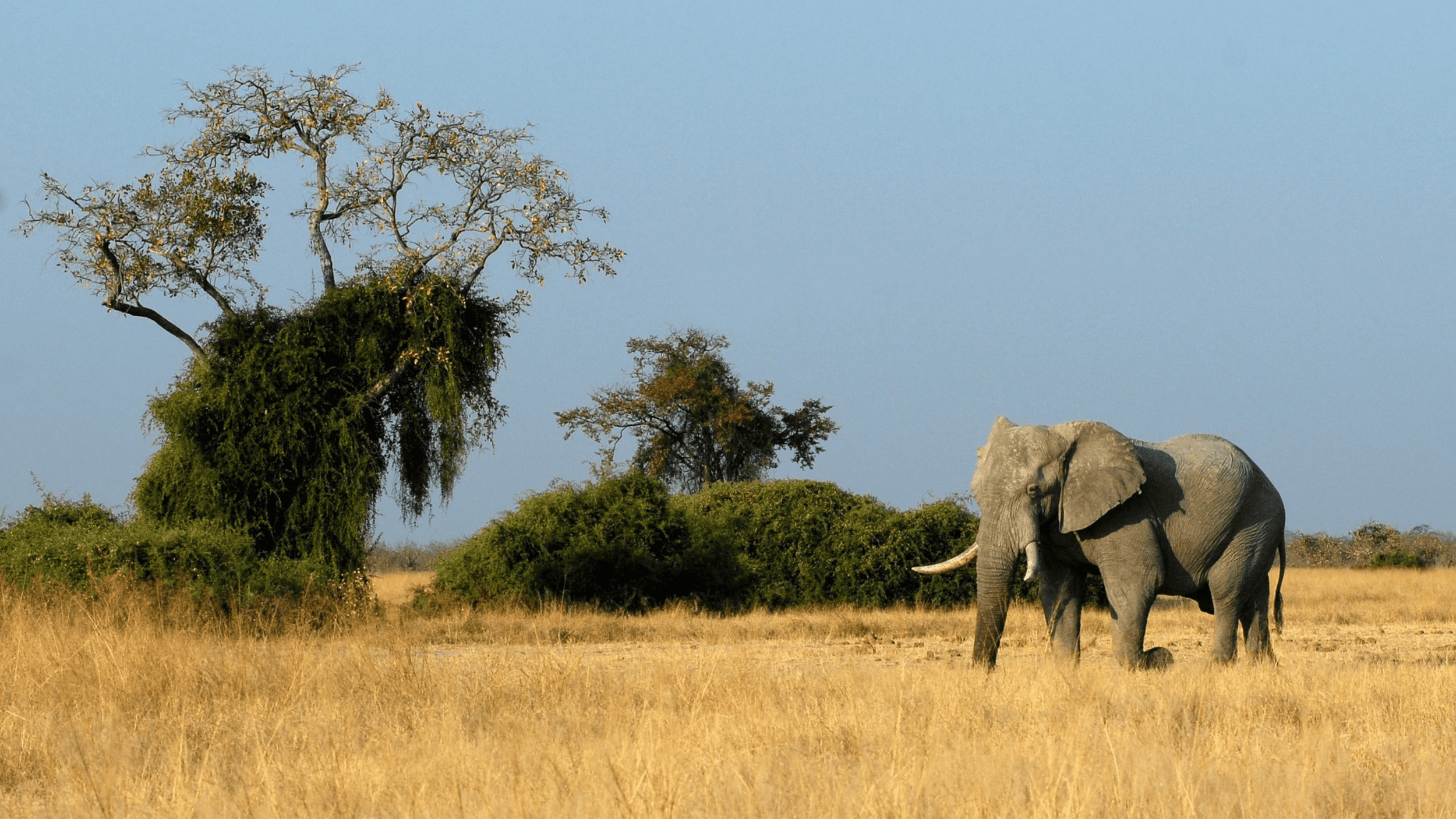 Elephant roaming the savannah.