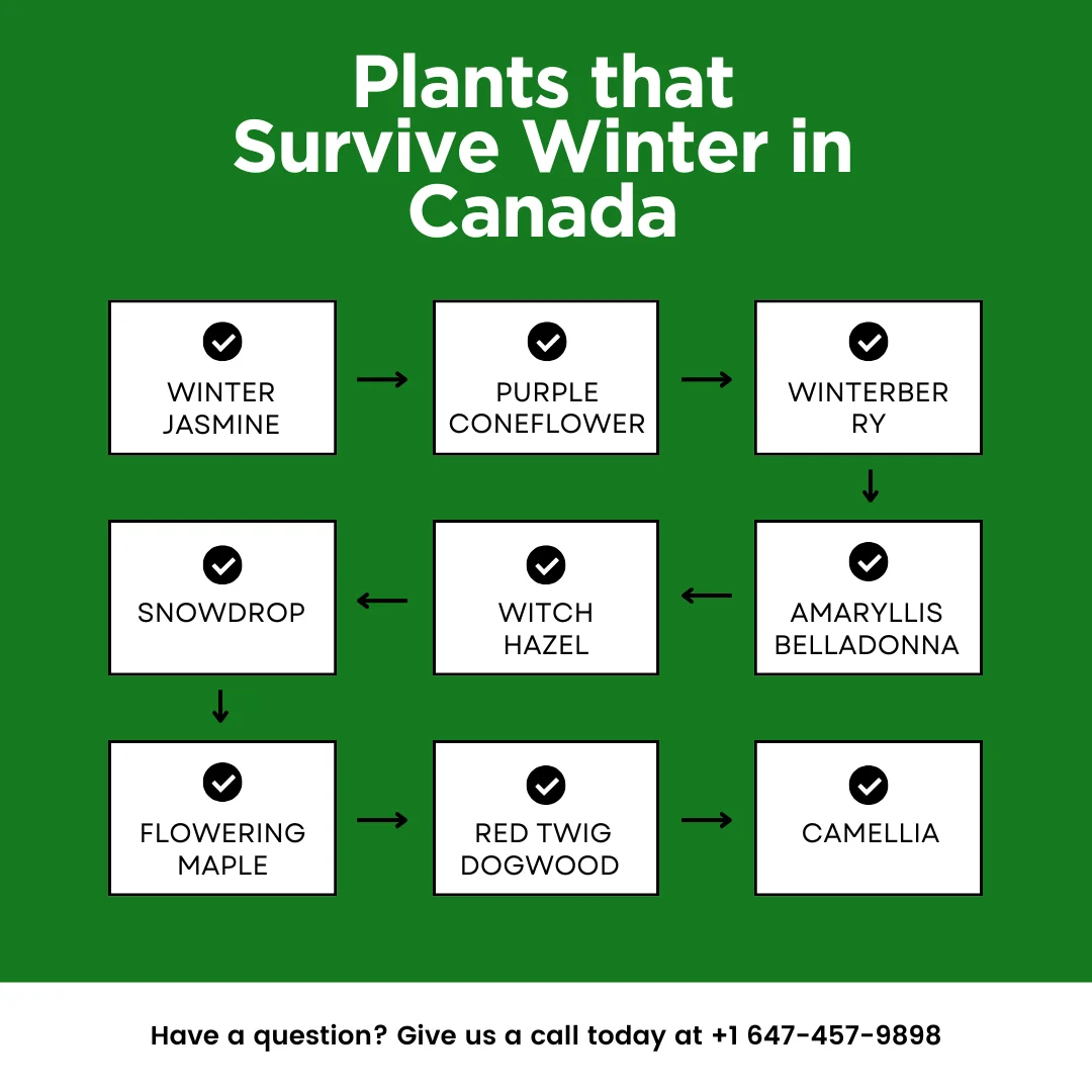 An infographic listing the plants that survive winter in Canada