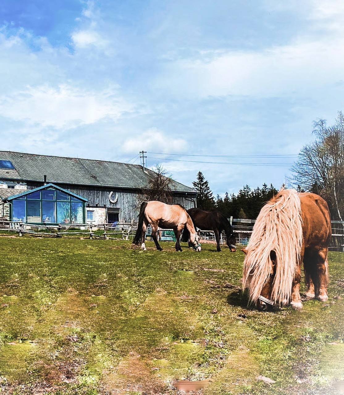 Close-up of lush, dark green leaves, some glossy and wet, against a muted background.