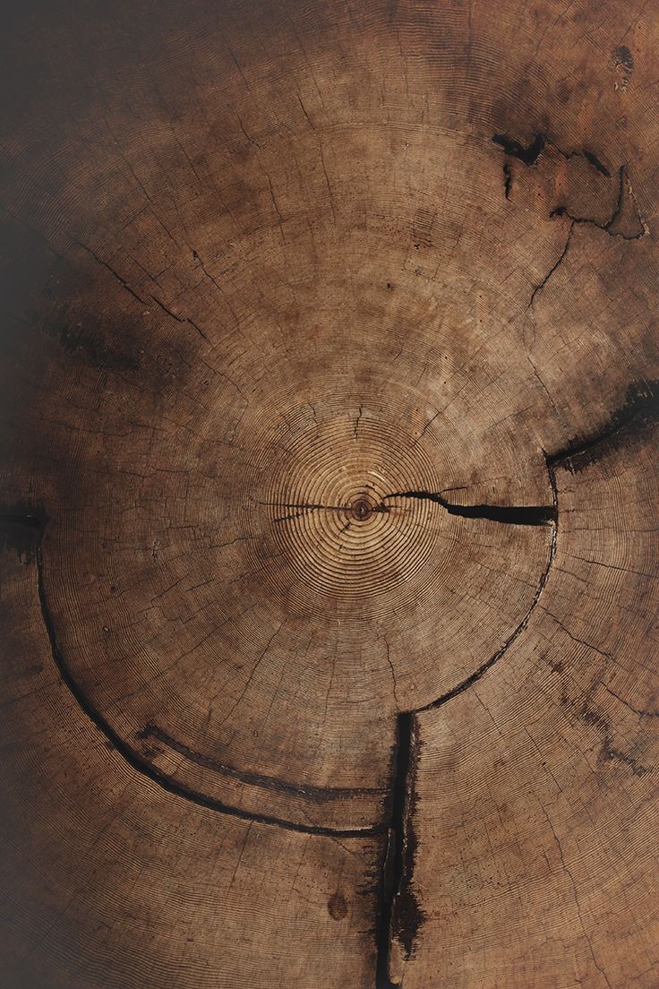 Close-up of a tree stump showing growth rings and a textured brown wood surface.