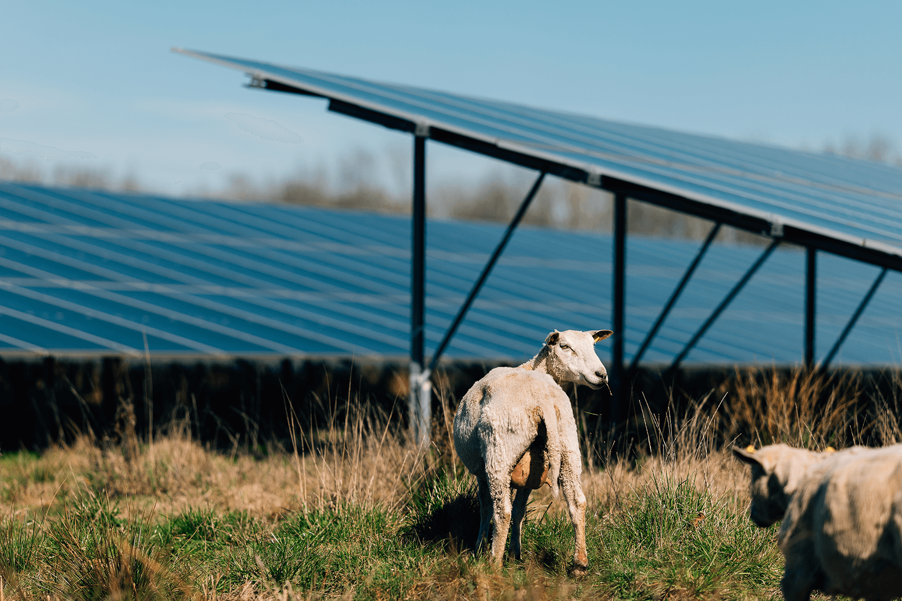 Photovoltaikmodule und Schafbeweidung im Hybriden Energiepark Sande